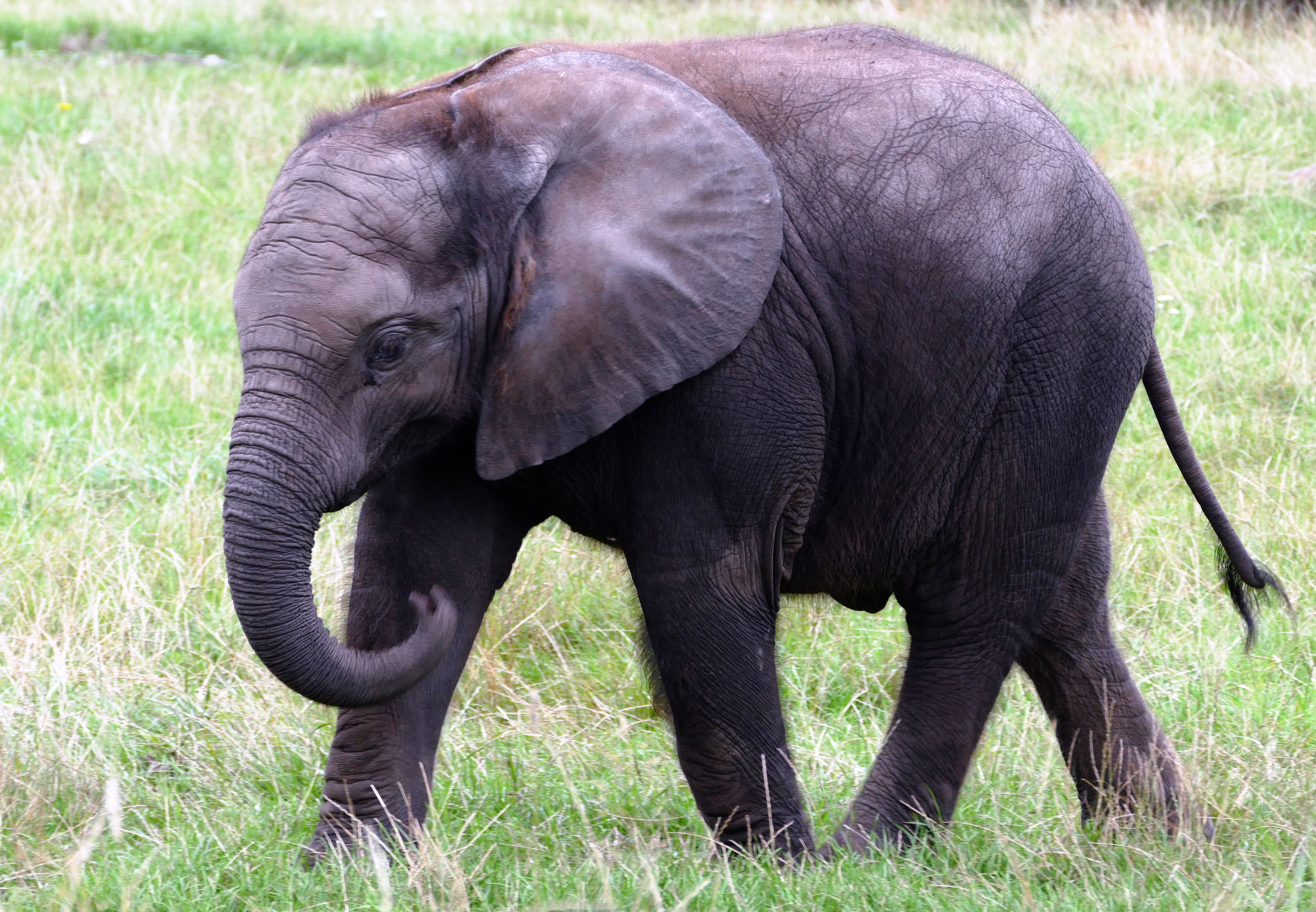 Free photo: Baby African Elephant - Africa, African, Animals - Free