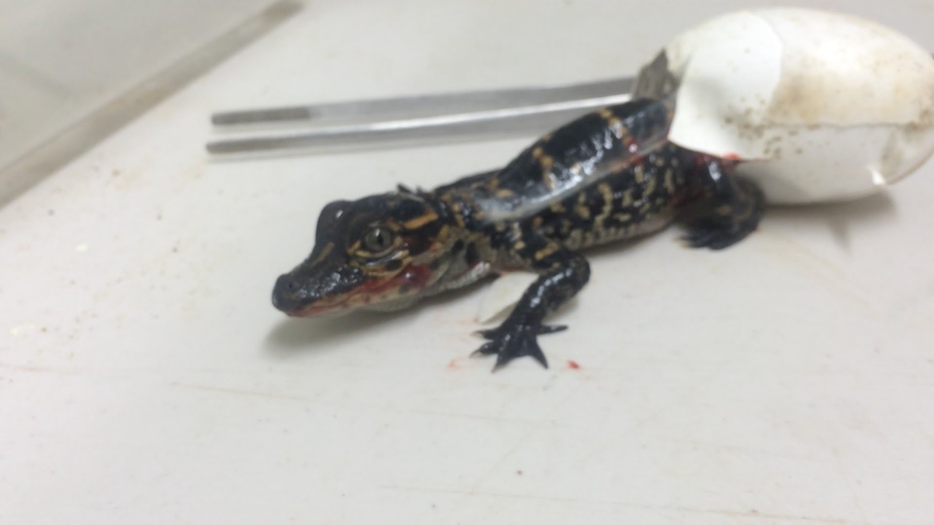 Video Of Baby Alligator Breaking Out Of Egg Goes Viral - YouTube