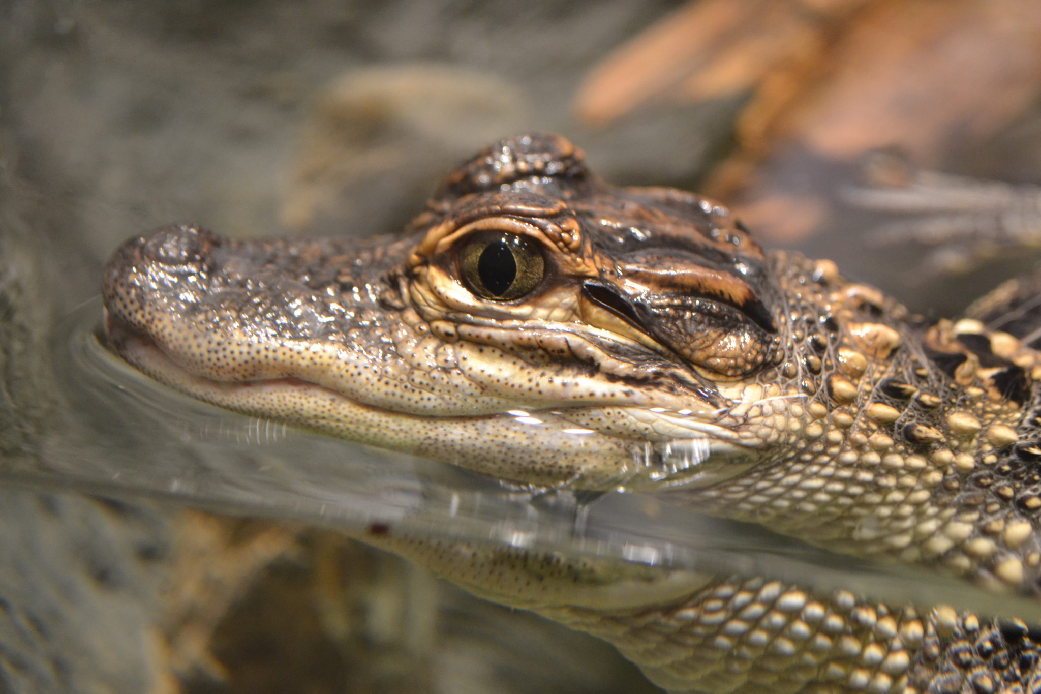 Four Baby Alligators Join the North Carolina Aquarium Family – hrScene