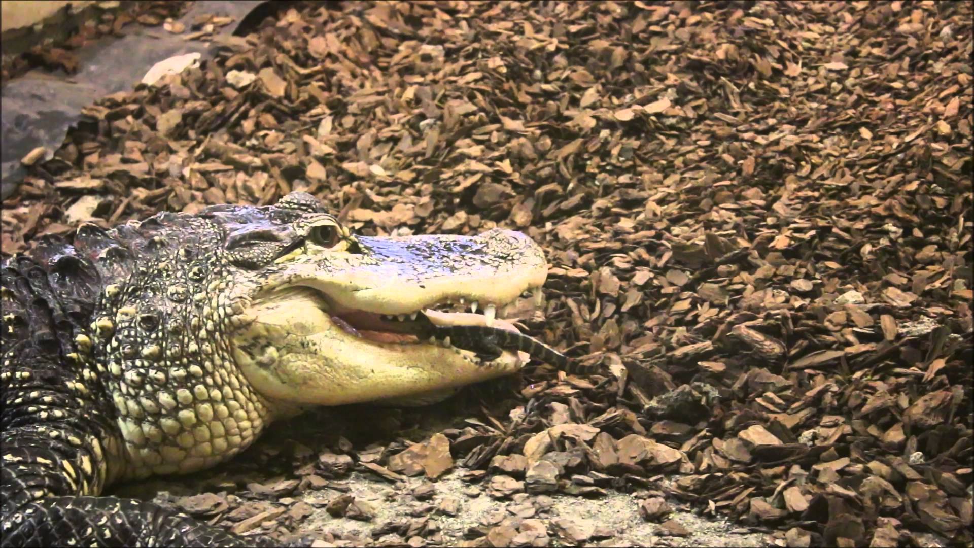 Alligator mother and baby - YouTube