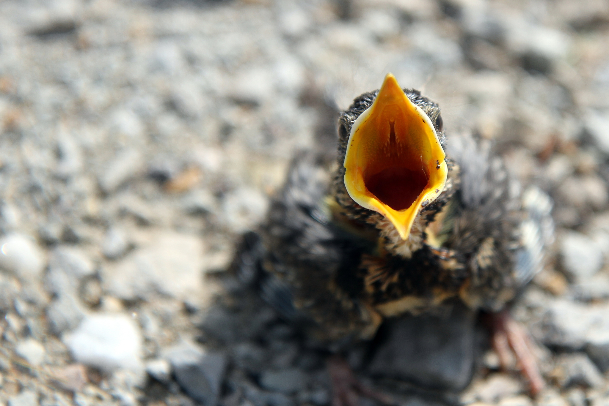 Should You Put a Baby Bird Back in the Nest? Depends If It's Cute ...
