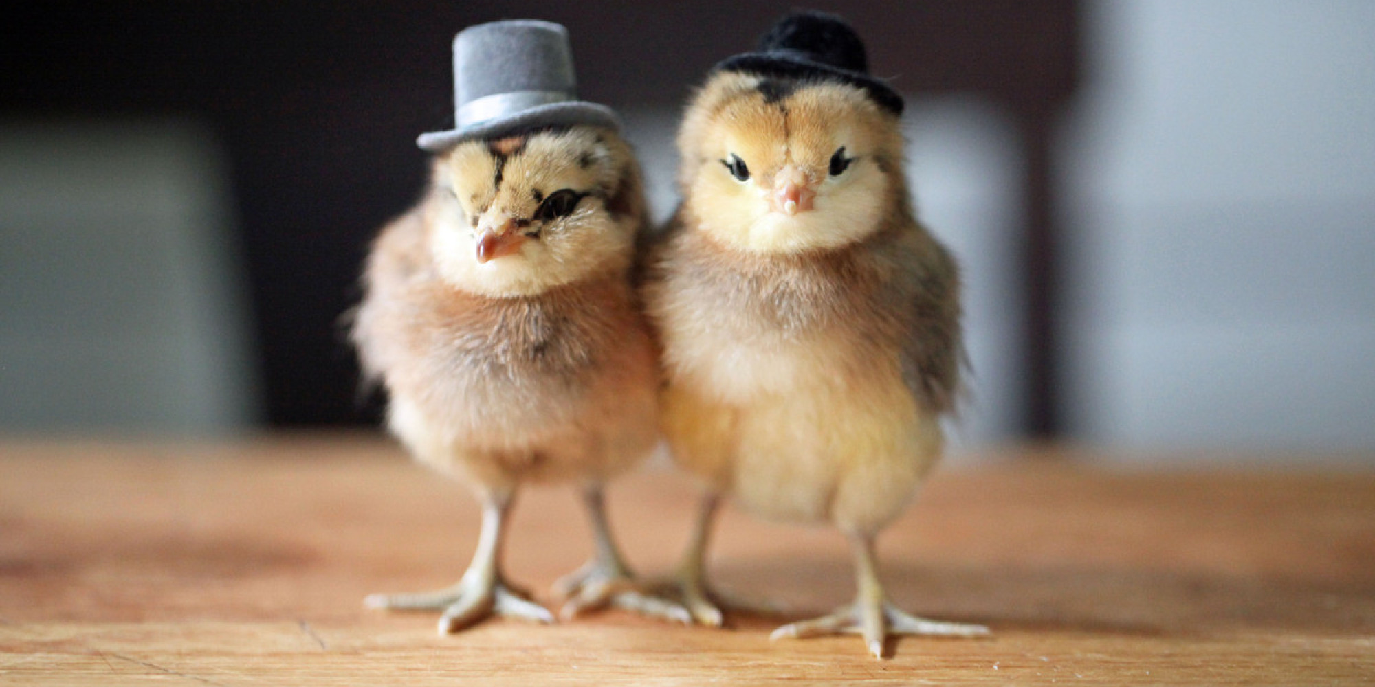 Little Baby Birds Flaunt Fancy Hats With The Utmost Sophistication ...