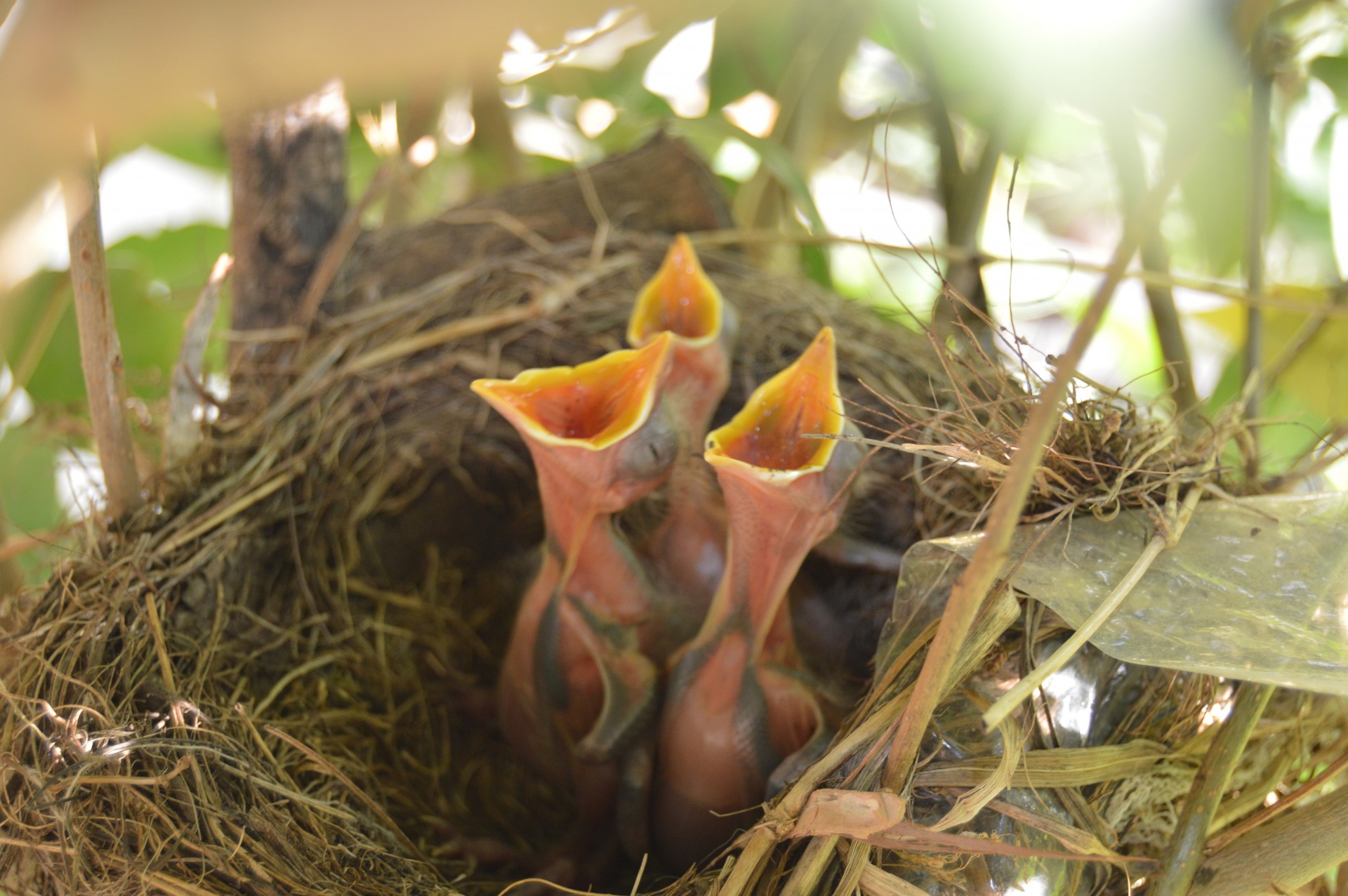 Birds In A Nest Free Stock Photo - Public Domain Pictures
