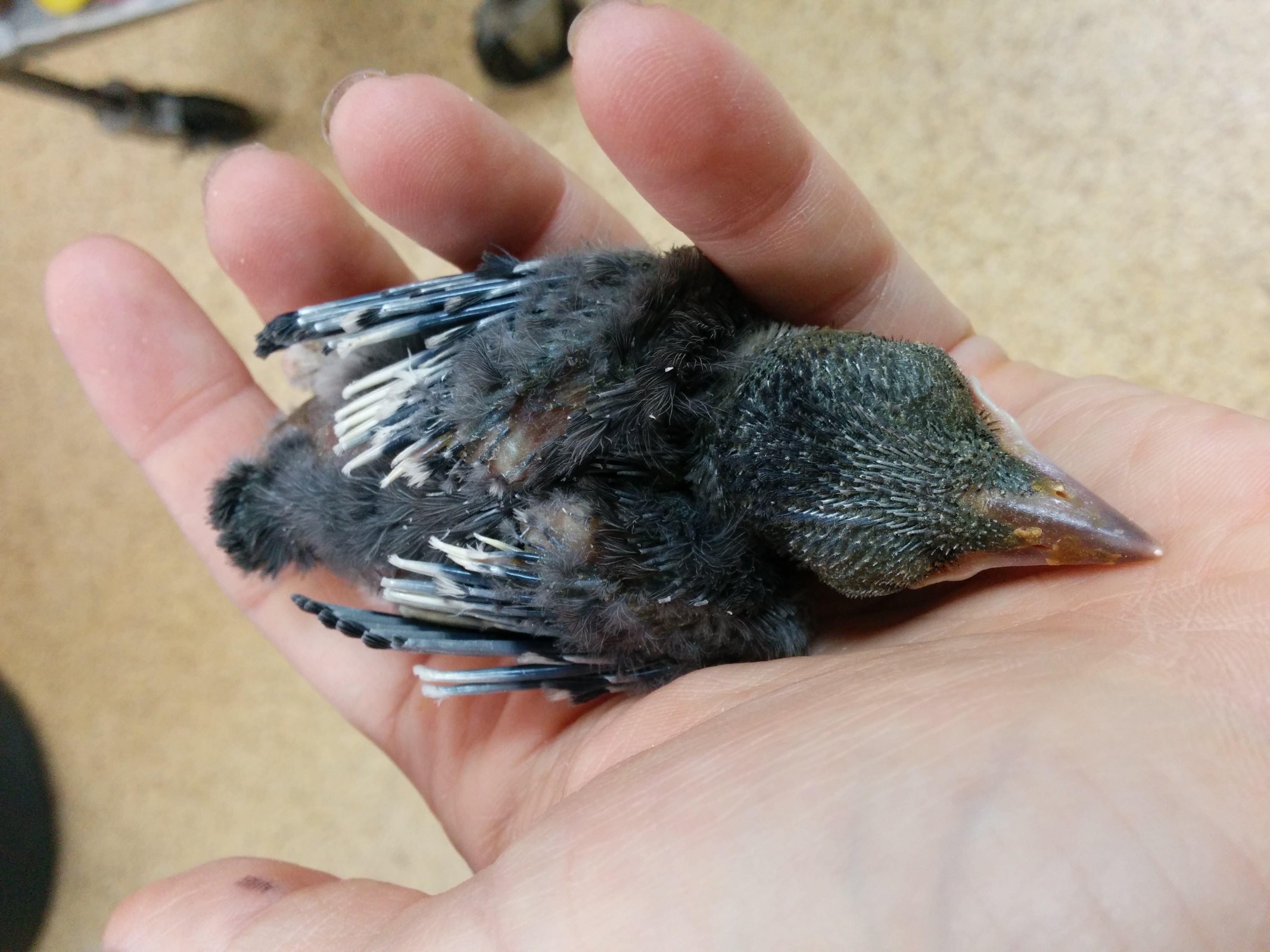 View 35 Baby Blue Jay Nestling   Baby Blue Jay 1 