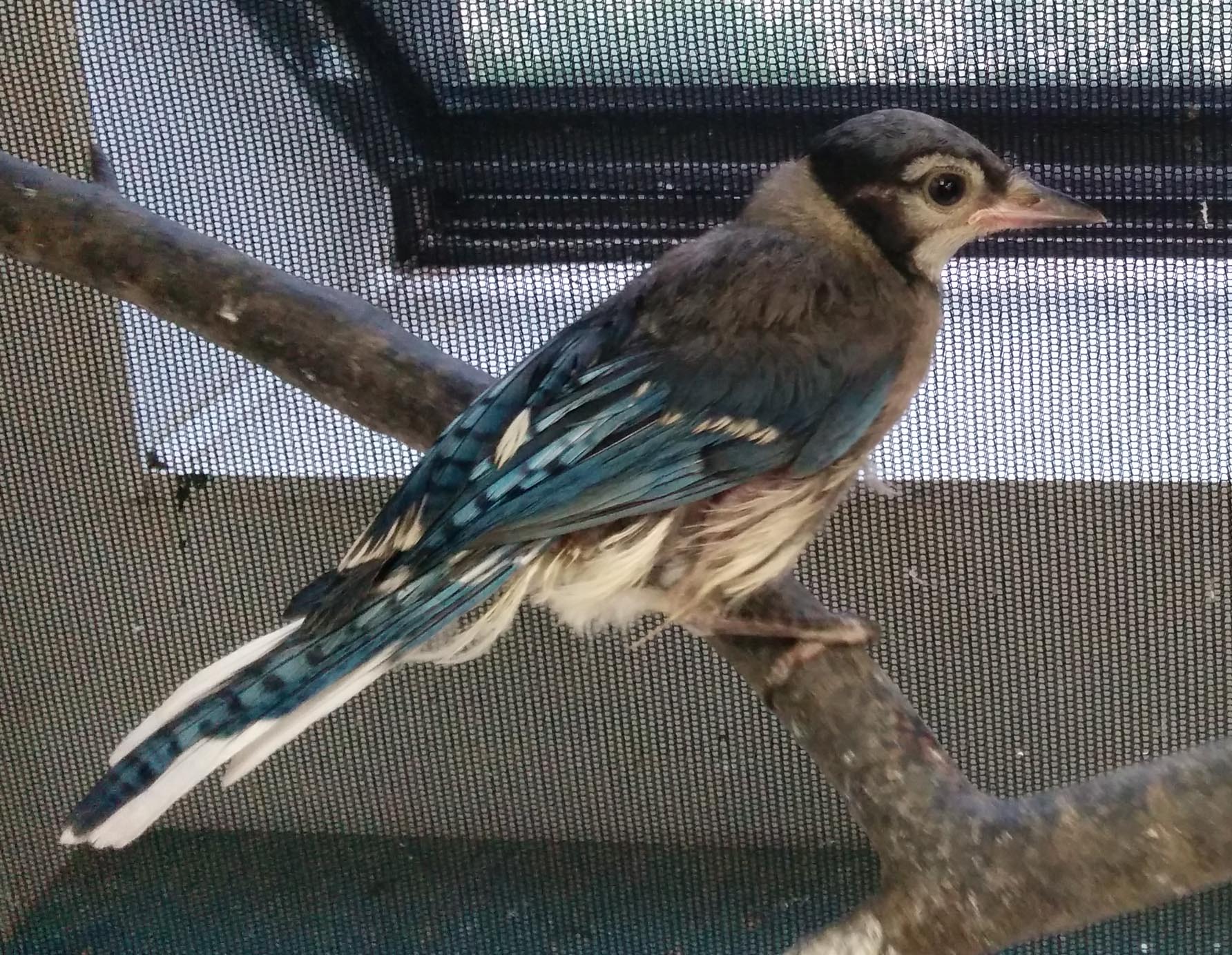 Free photo: Baby Blue Jay - Animal, Baby, Bird - Free Download - Jooinn