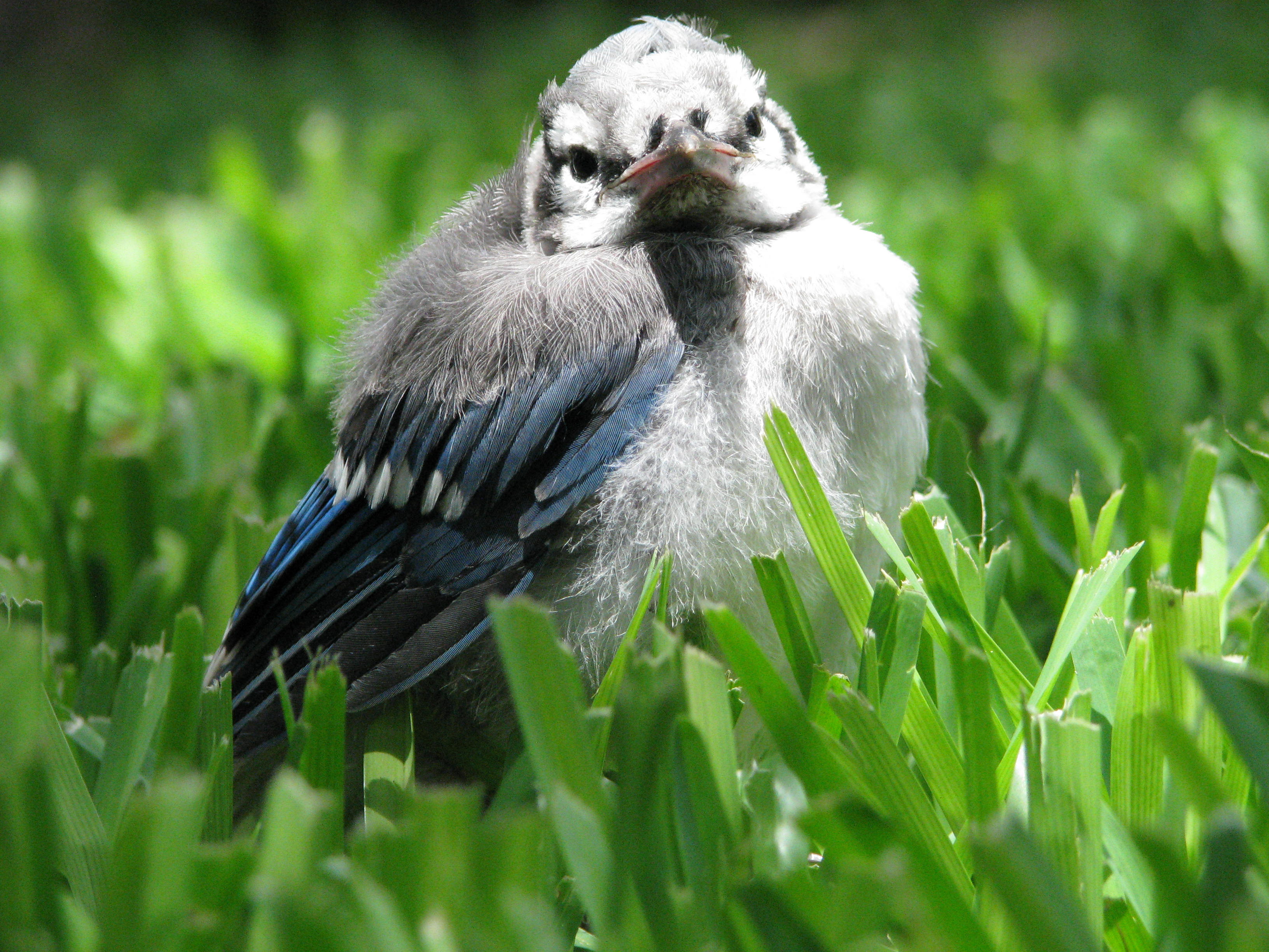 Baby, Bird, Blue, Feathers, Grass, Green, Jay, Wings, free stock photos, hd...