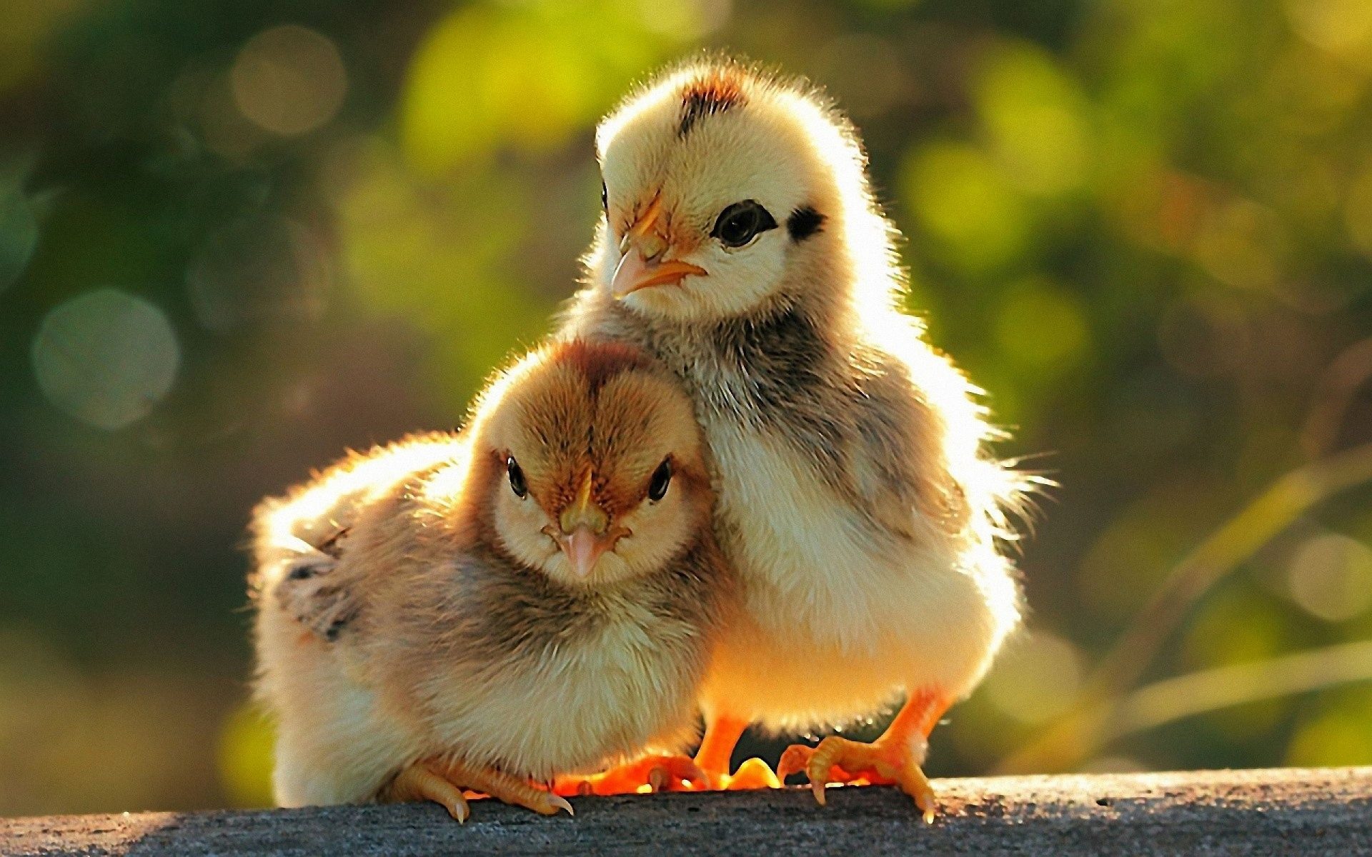 Baby chickens photo