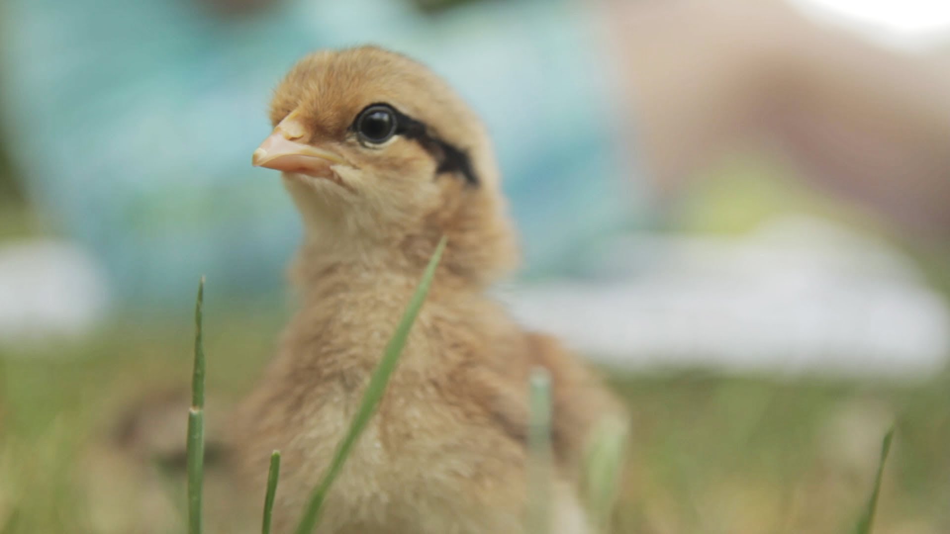 Cute Two Day Old Baby Chickens - YouTube