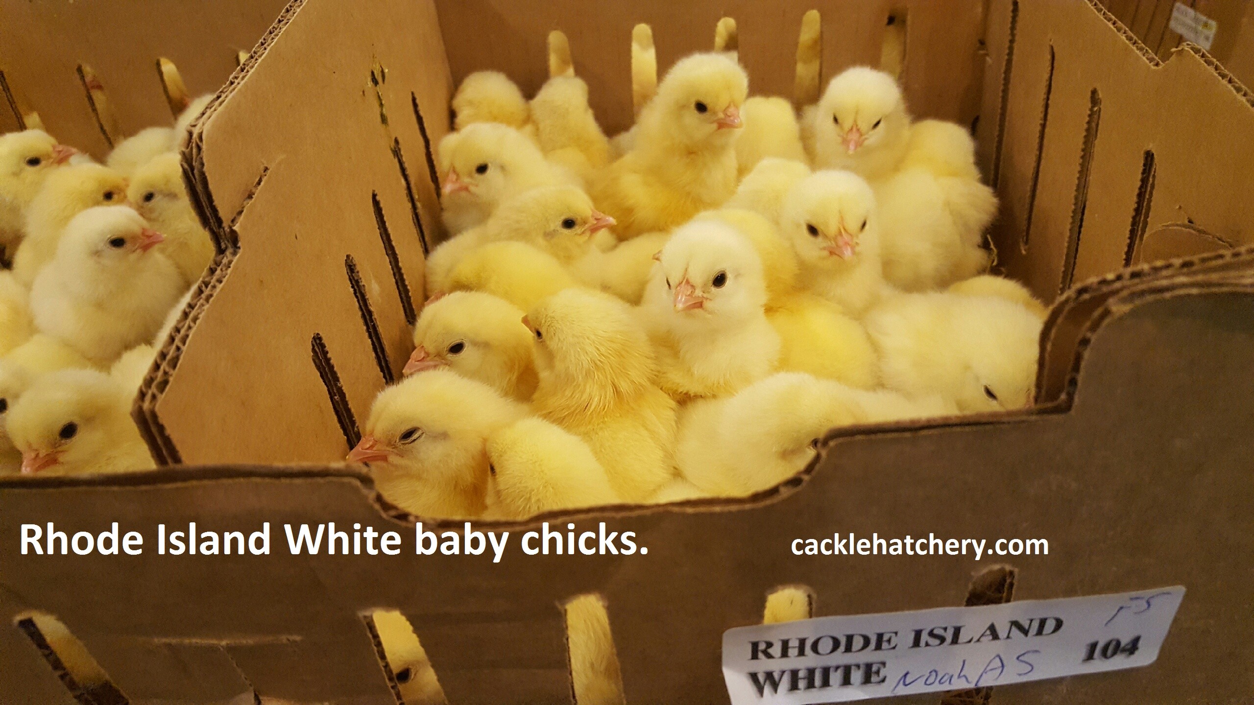 Rhode Island White Chickens - Baby Chicks For Sale | Cackle Hatchery