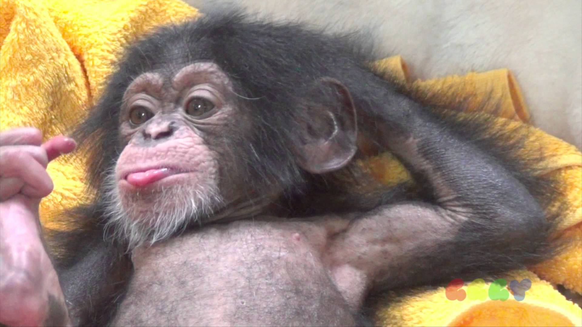 아기 침팬지 ( Baby Chimp ) - YouTube
