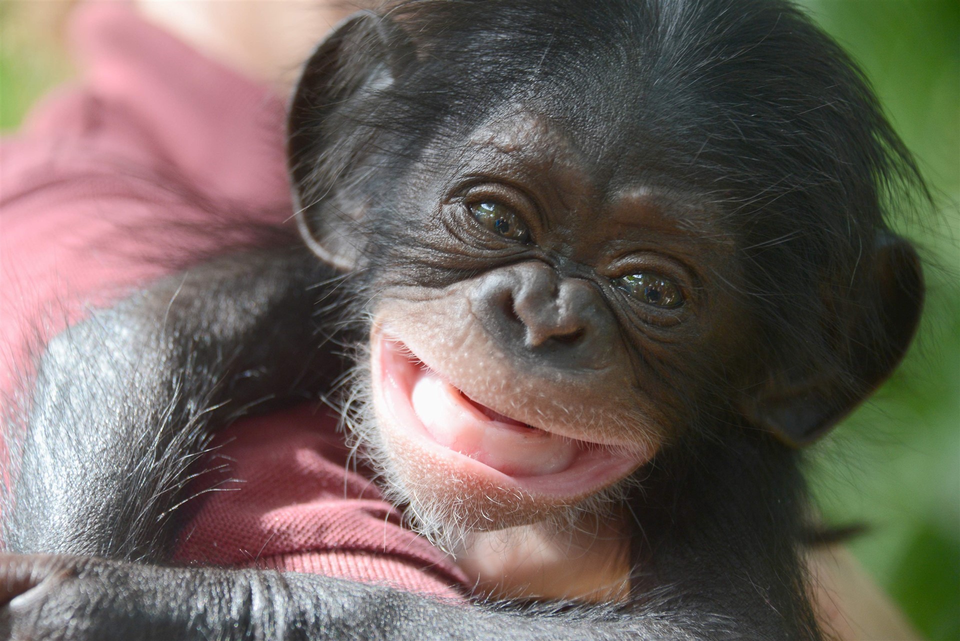 chimpanzee photos funny
