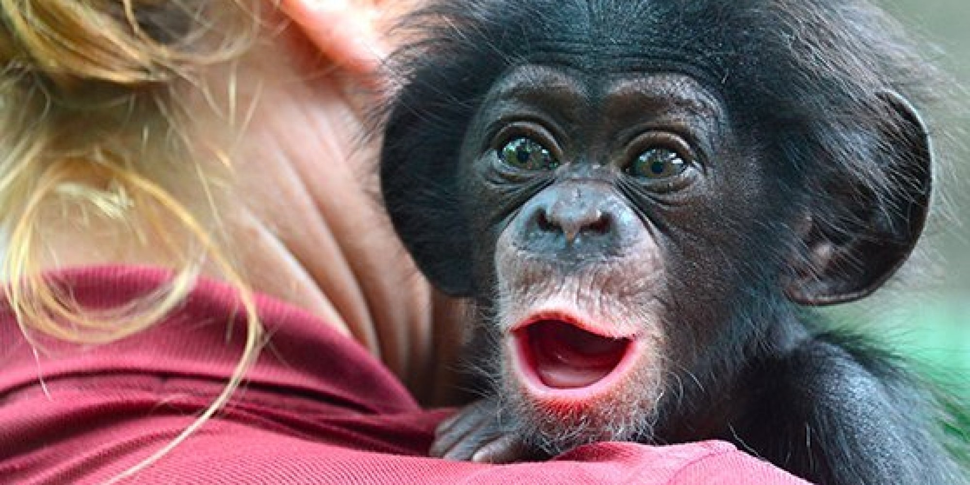 Rejected Baby Chimpanzee Keeva Travels Hundreds Of Miles To Meet ...