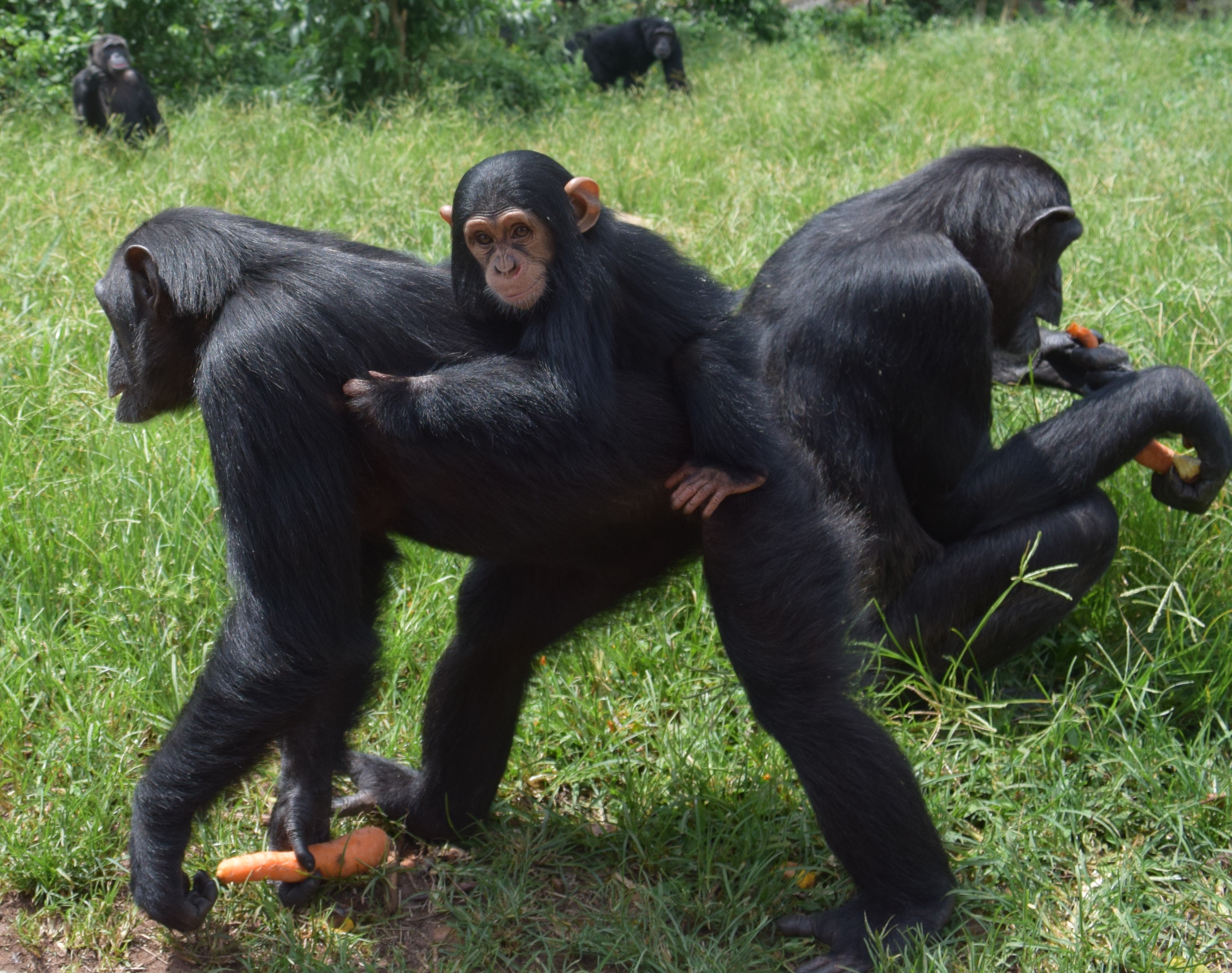 Baby Chimp Integration and Kyewunyo's return to forest - Ngamba ...