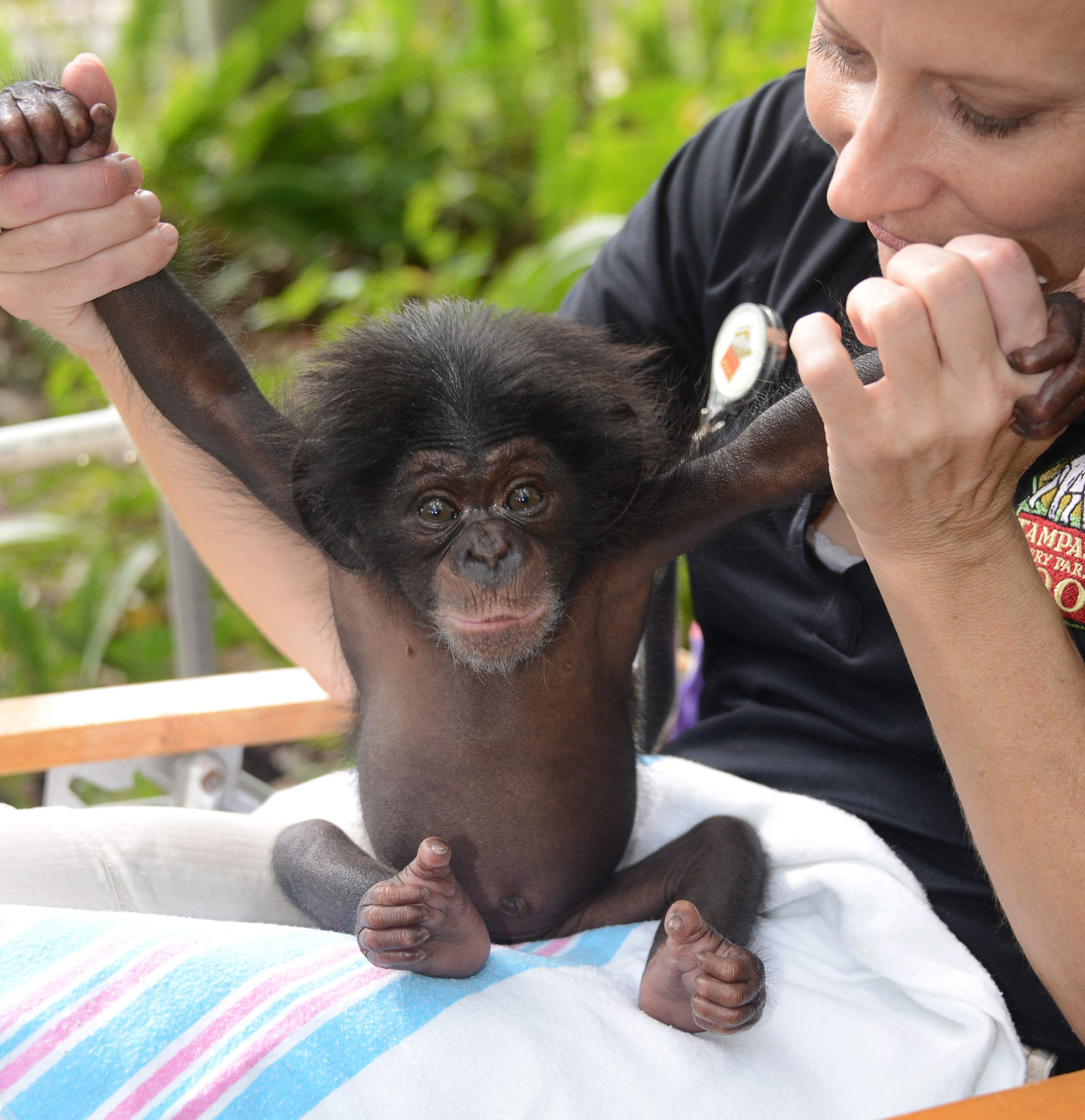 Baby chimp to be paired with surrogate mother at Lowry Park Zoo ...