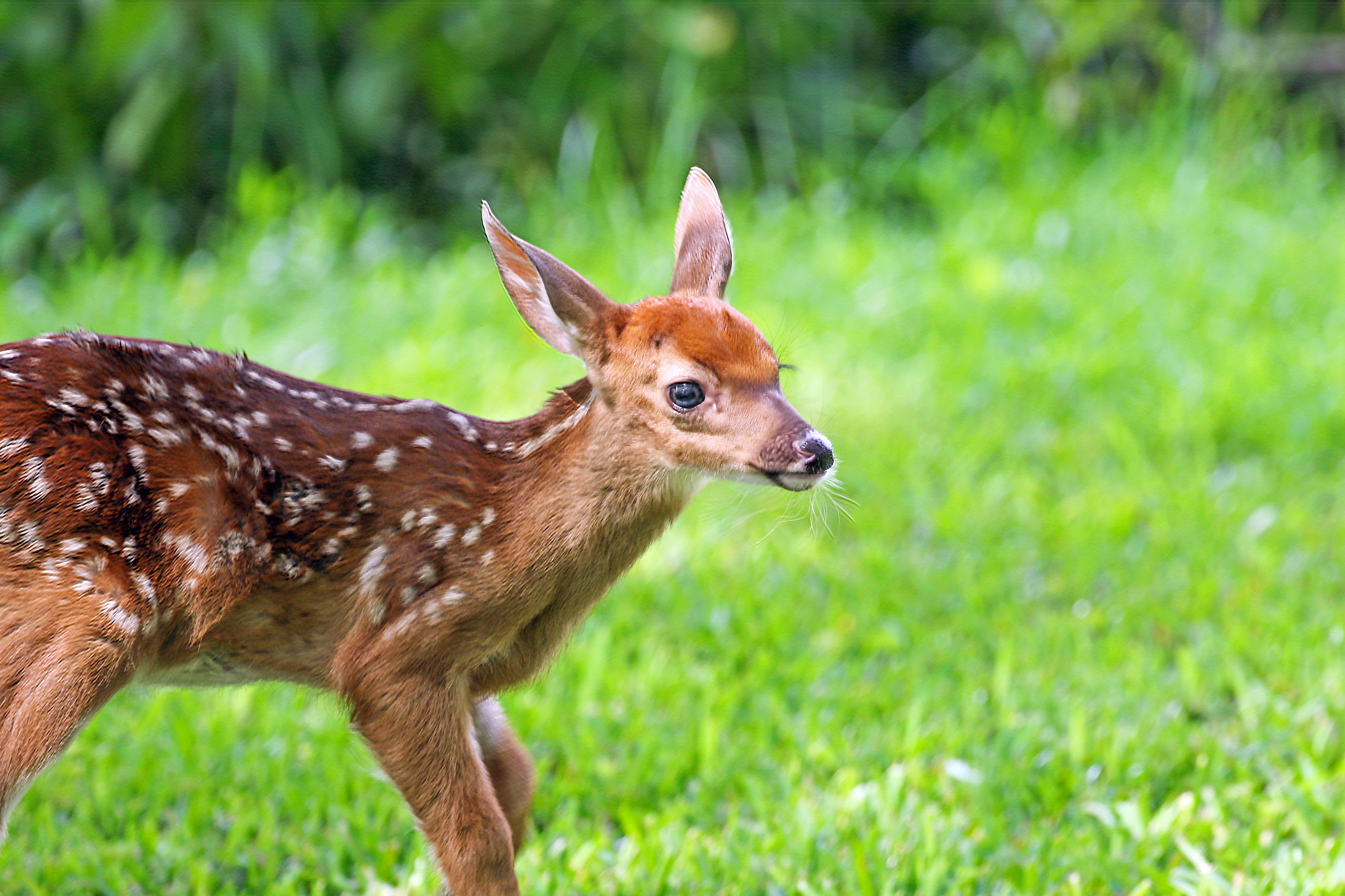 Baby deer photo
