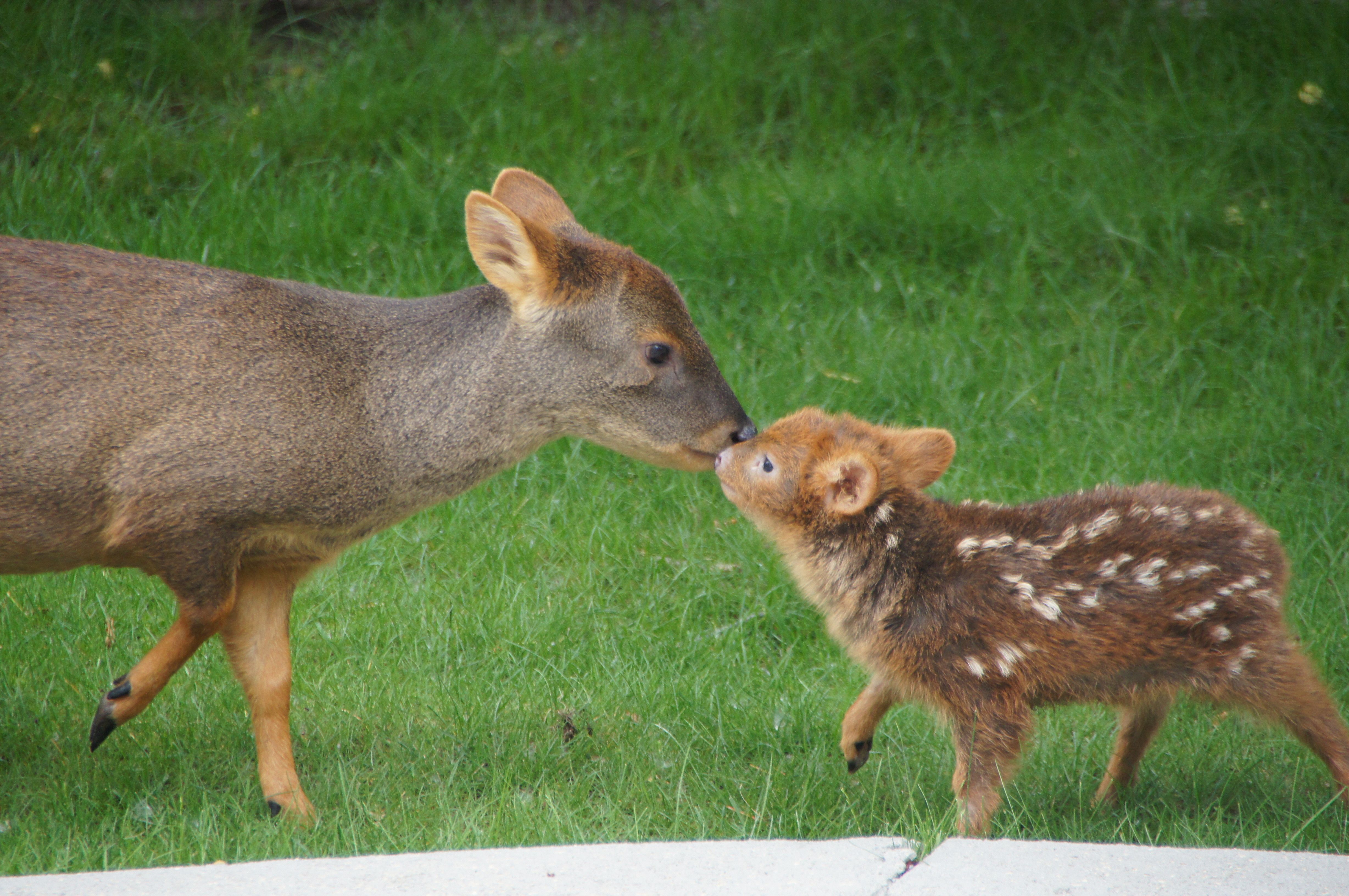 The Only Thing More Adorable Than A Baby Deer Is A Miniature Baby ...