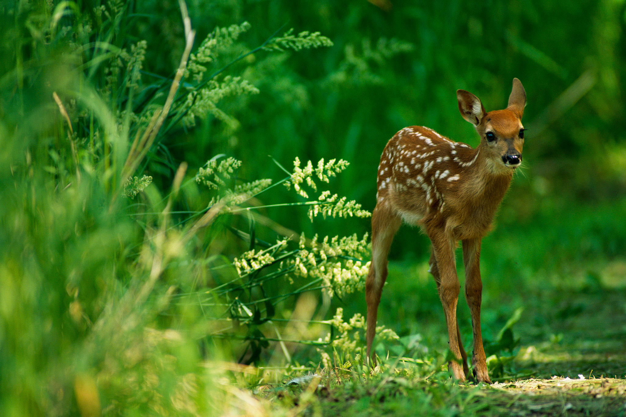 Why Do We Call Baby Deer Fawns?