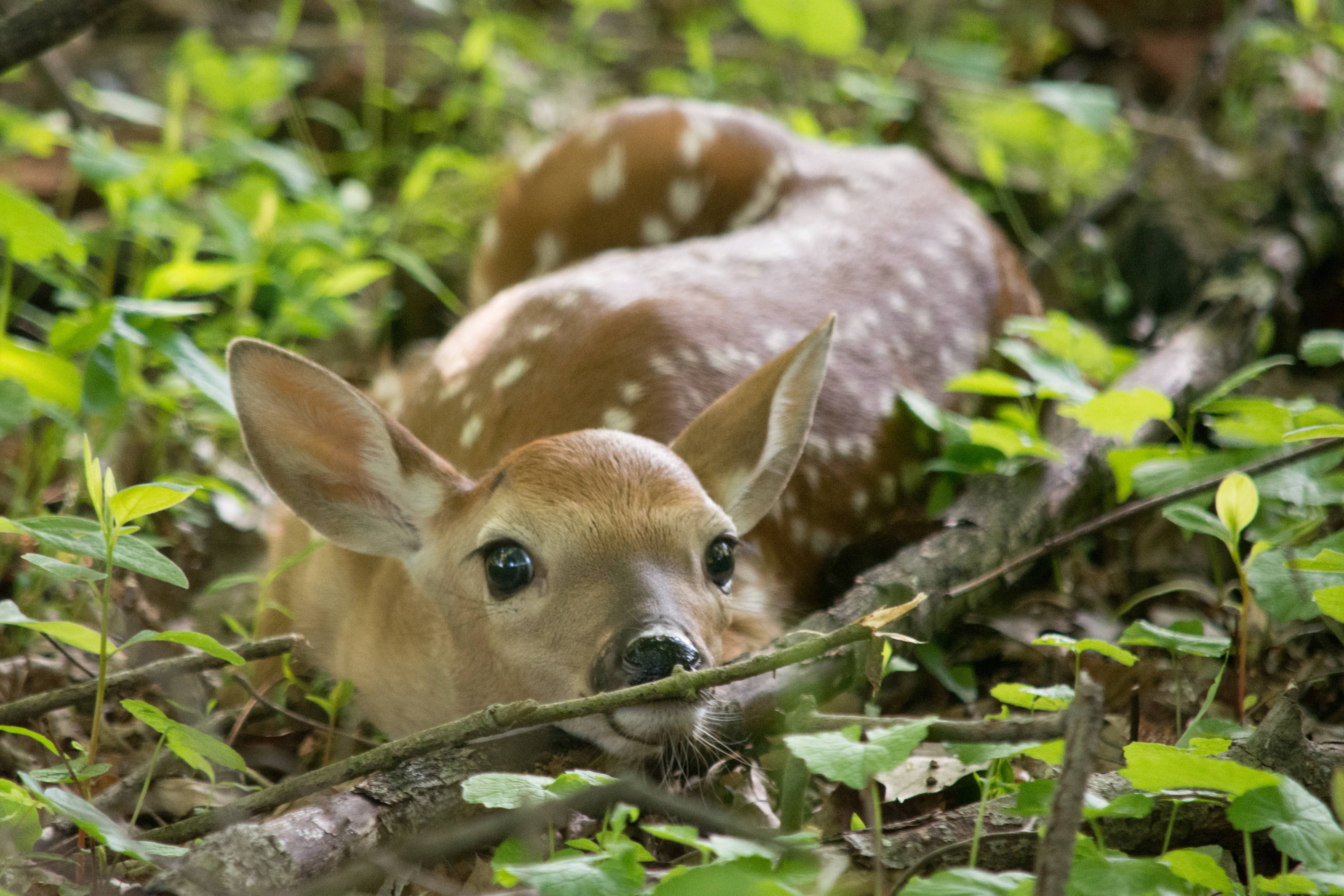 Baby deer hiding out in my yard this weekend : aww