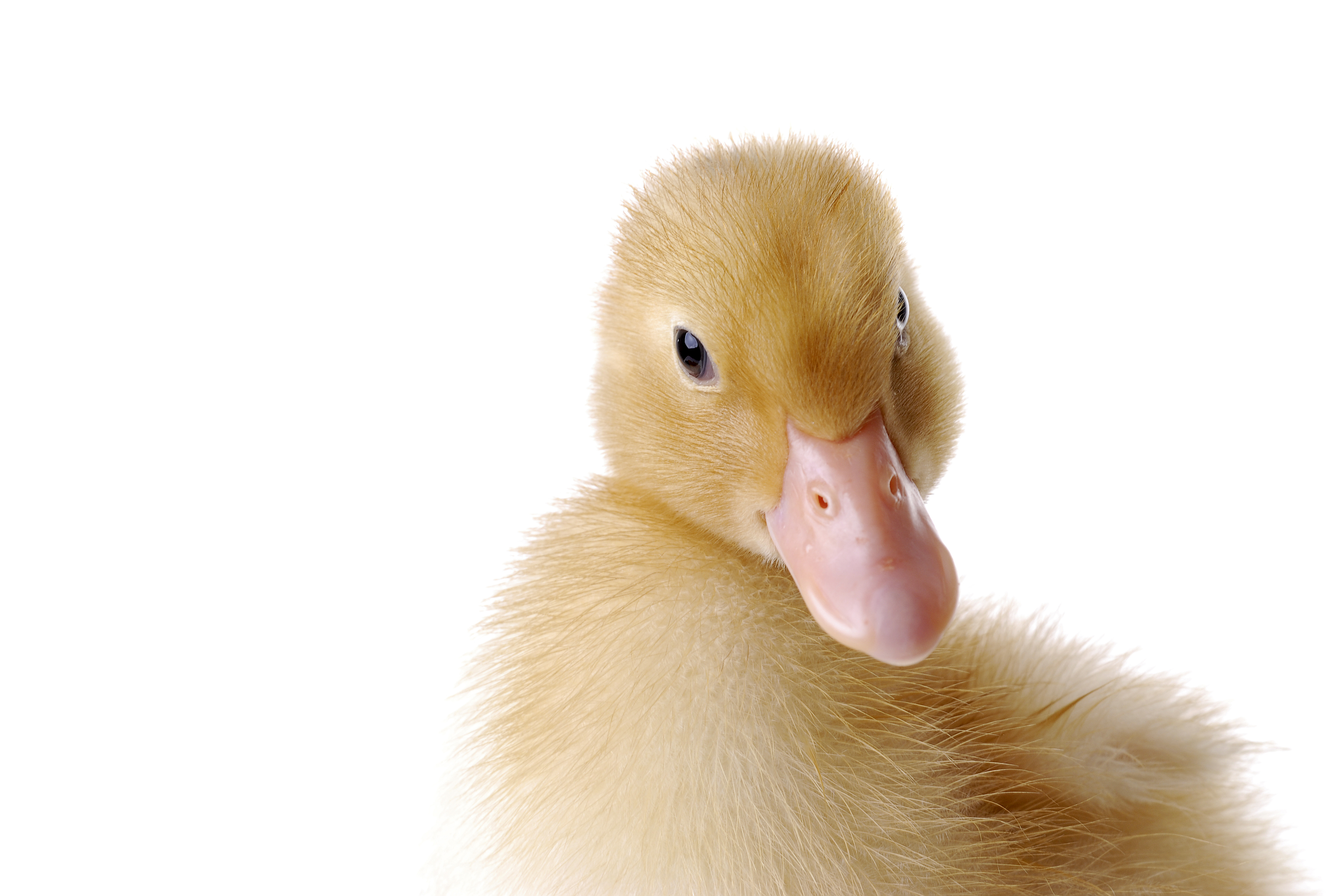 How to Raise Your Baby Ducks and Geese - Grange Co-op