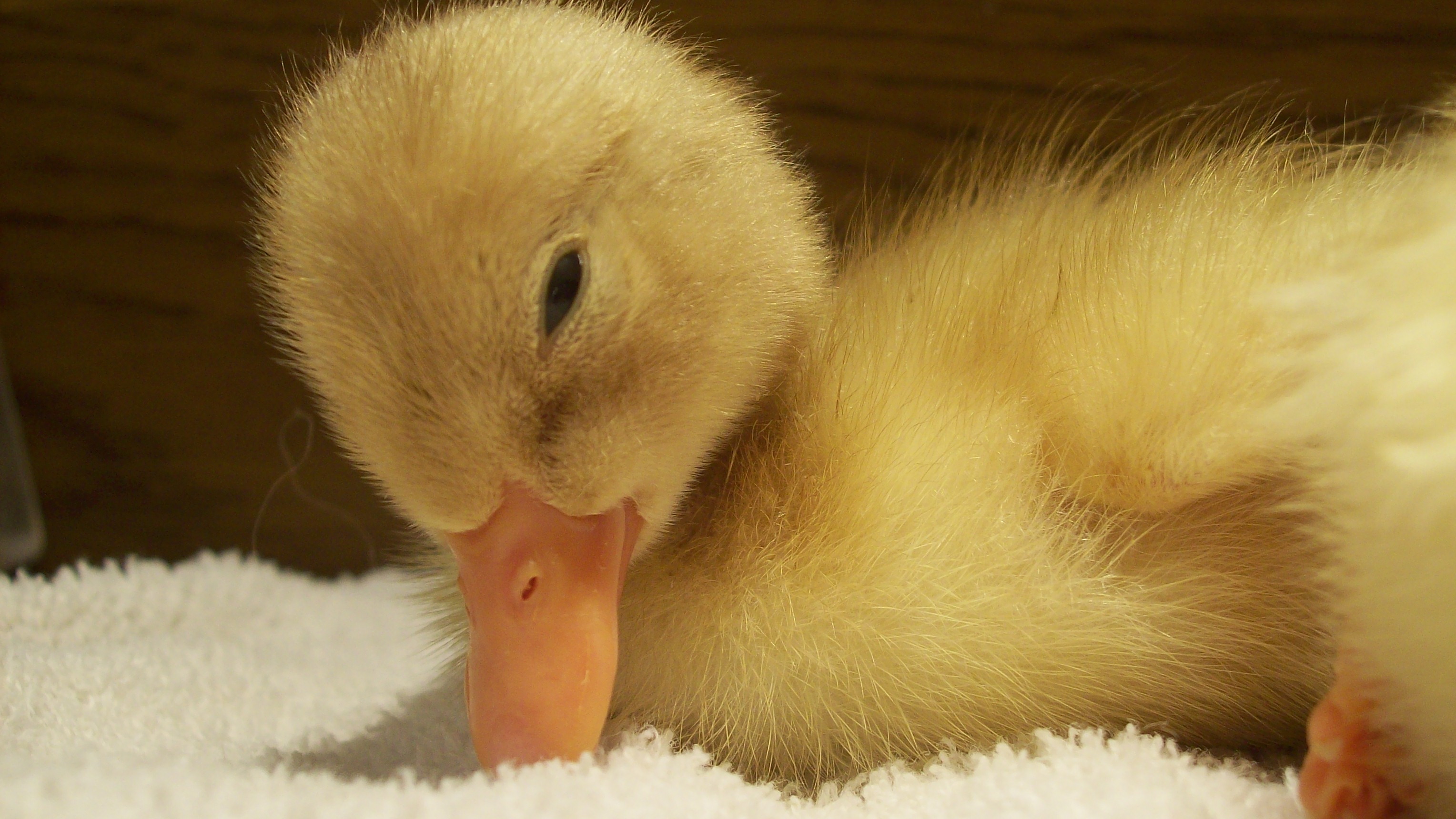 File:Baby Duck.jpg - Wikimedia Commons