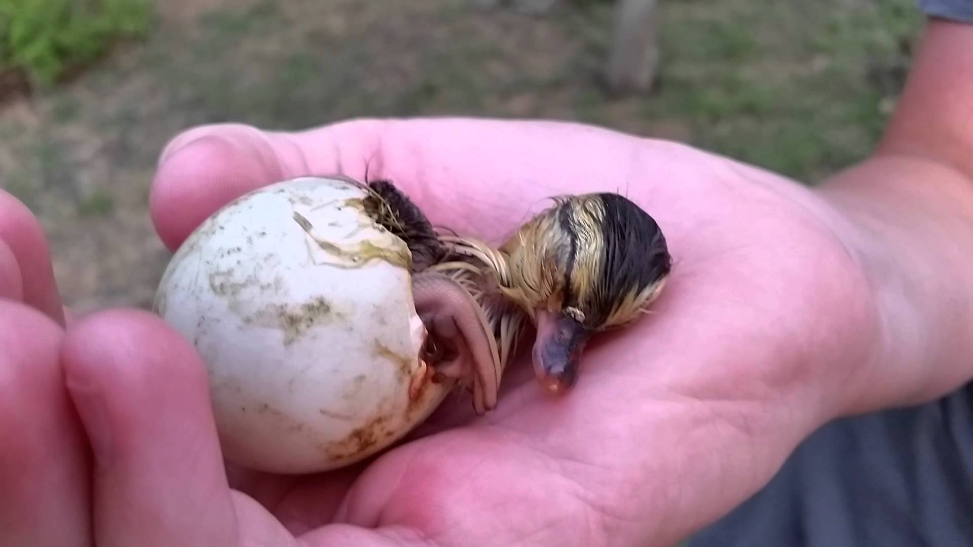 Baby ducks first moments after hatching - YouTube