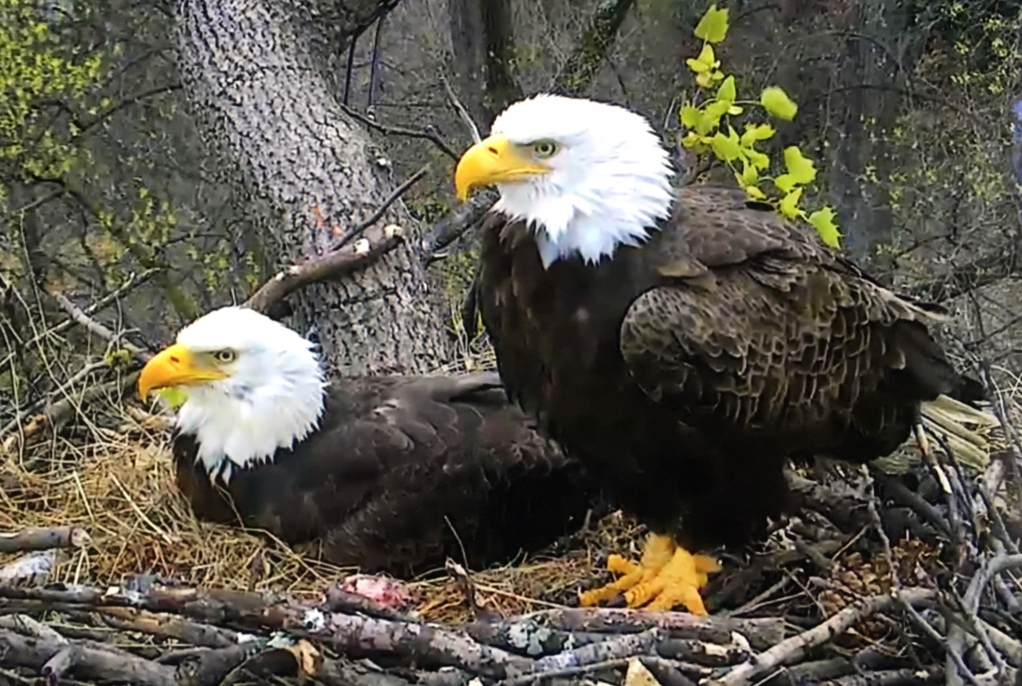 The Bald Eagle Cam: Watch Them In The Nest with Baby Eagles | Greg ...
