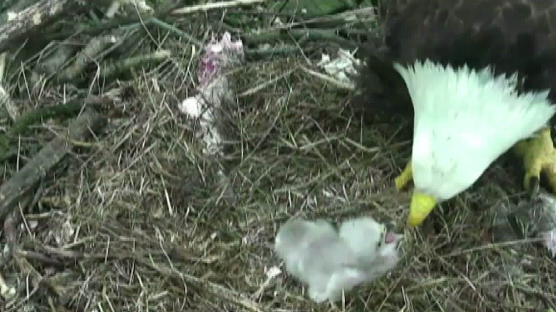 Baby Bald Eagles Born to Parents 'Mr. President,' 'The First Lady ...