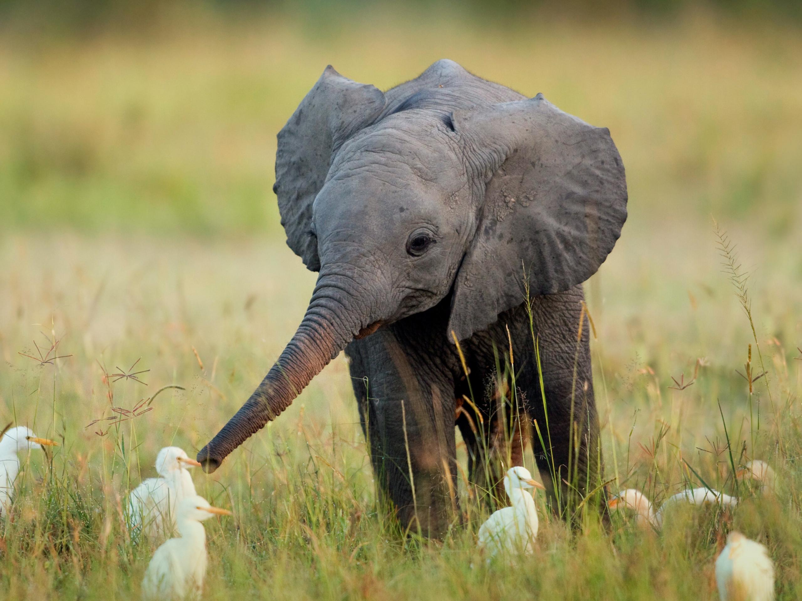 Baby Elephant & Egrets | Animals | Know Your Meme