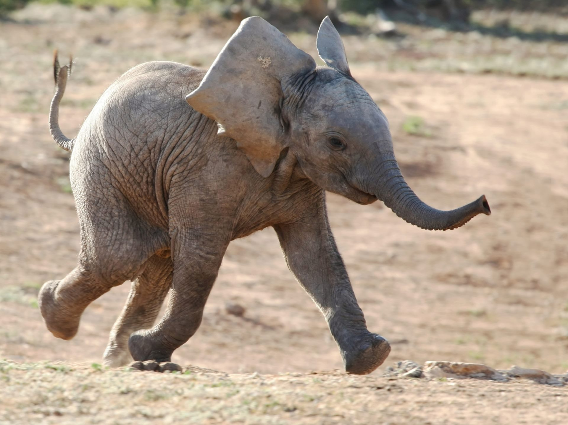 Baby Elephant Running Wallpaper Daily Fintech Stuning Images | ohidul.me