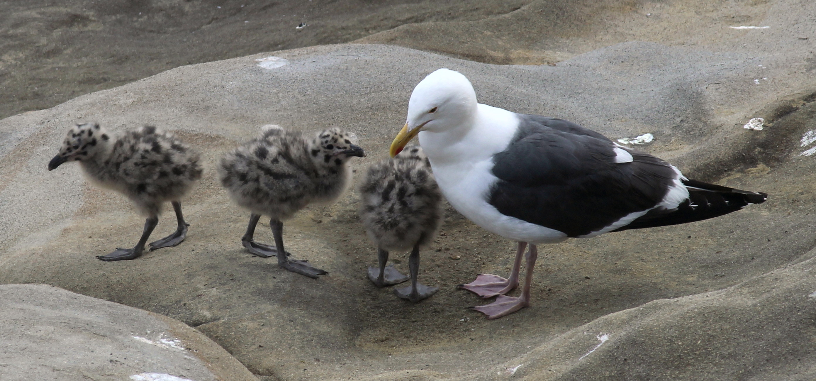 sea gull chicks with polka-dotted heads | nldesignsbythesea