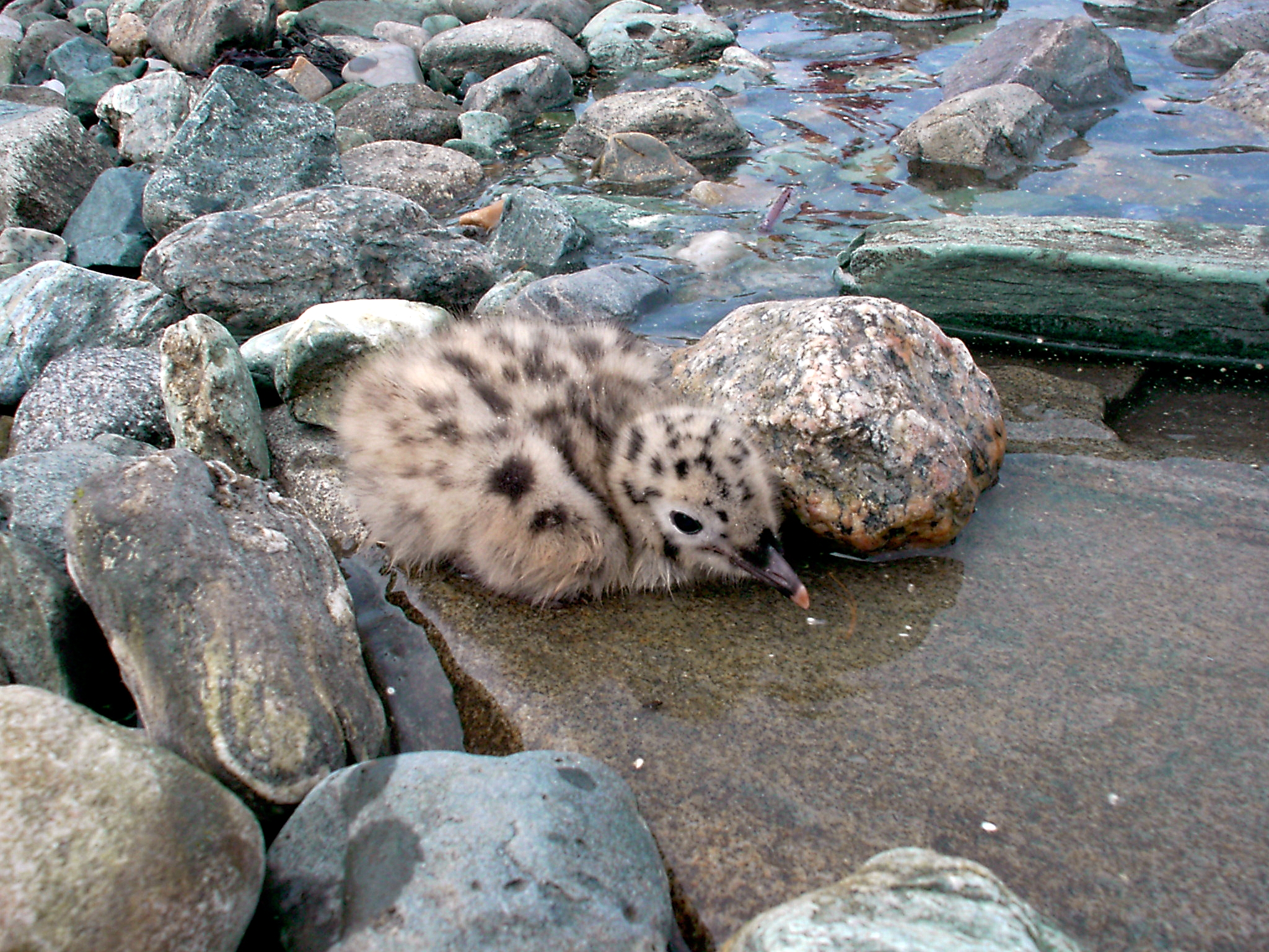 File:Baby gull.jpg - Wikimedia Commons