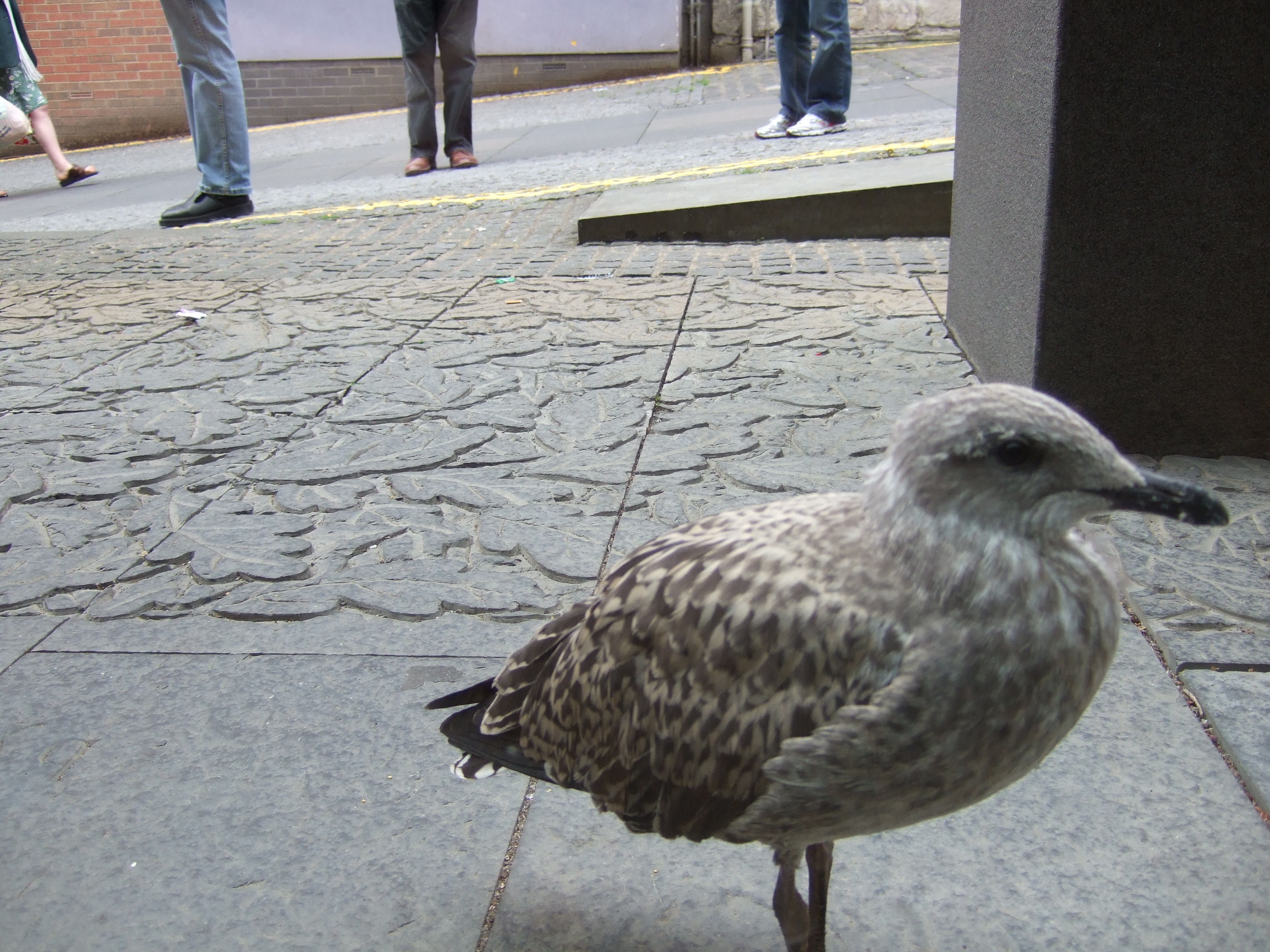 baby seagull 4 | Our sweet old etcetera...