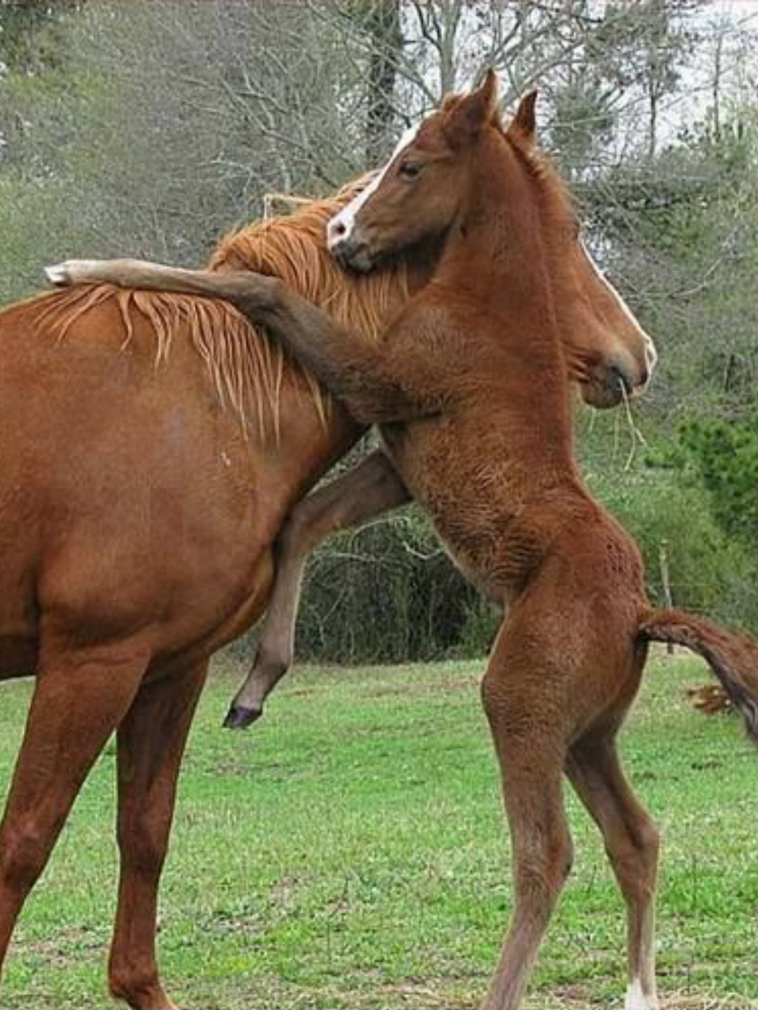 Oh, Mom, I love you! Baby horse loving on mare. | Winter horse ...