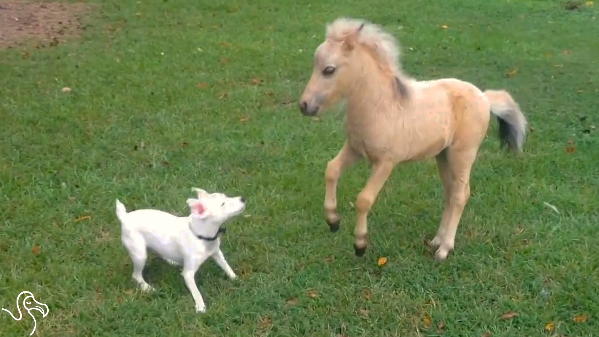 Baby Horse And Puppy Love To Play The Exact Same Games - YouTube