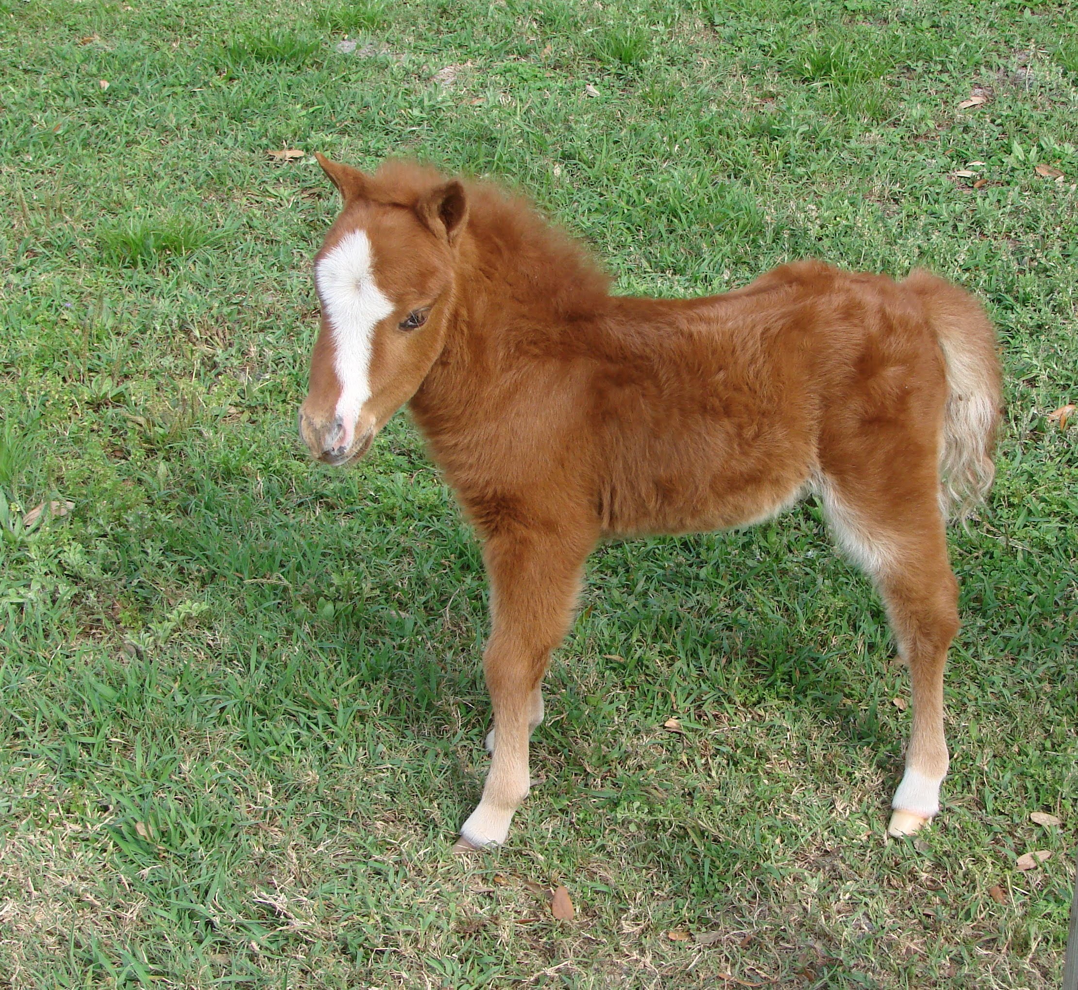Baby Miniature Horse For Sale - Dent Red Sarita - YouTube