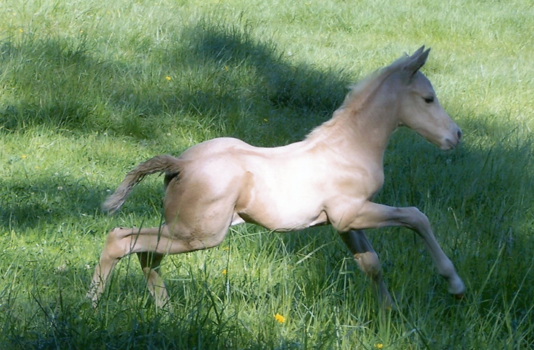 Lily As A Baby Horse | Baby horses, Horse and Baby animals