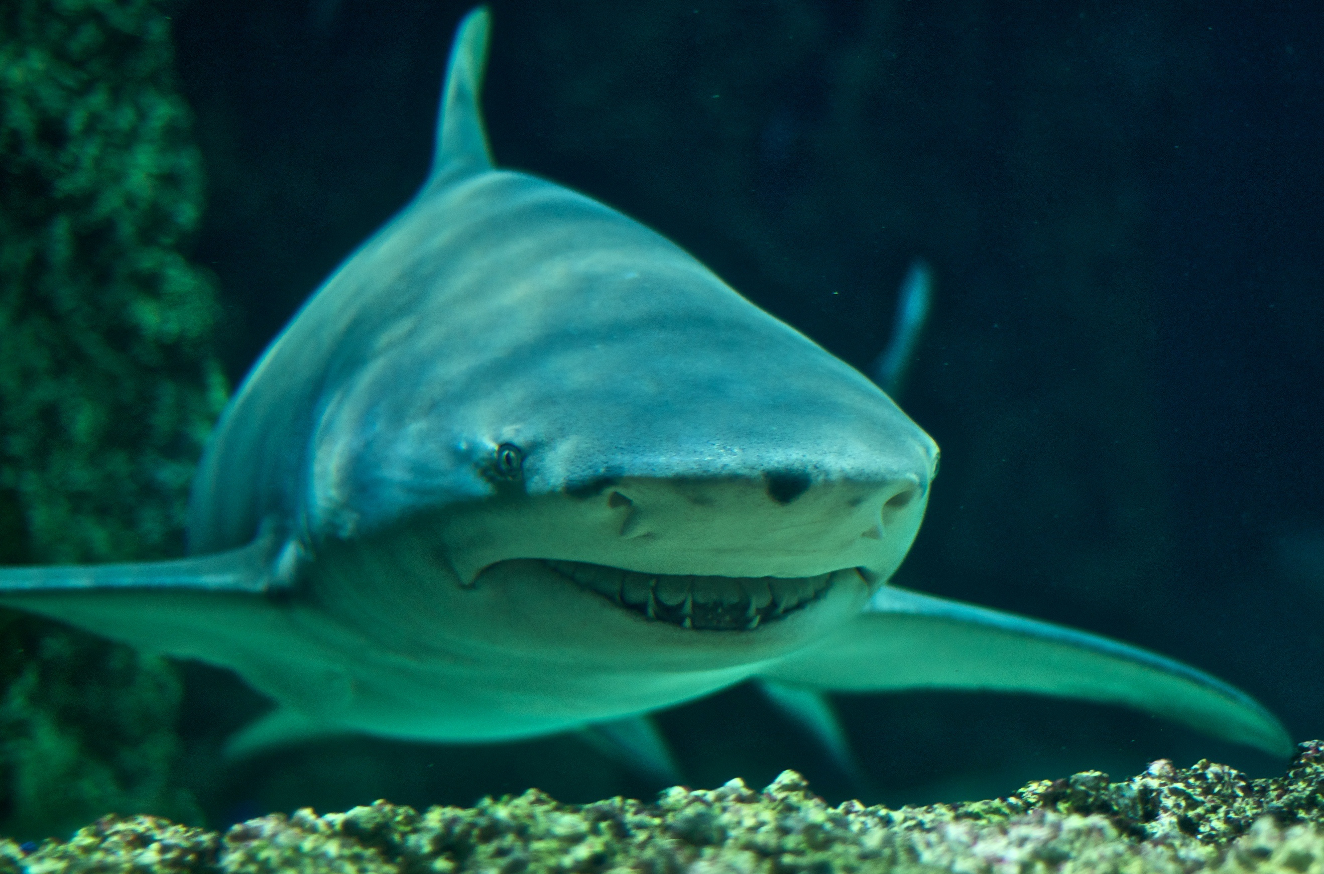 shark order sicklefin lemon shark jaws inspired shark full skirt ...