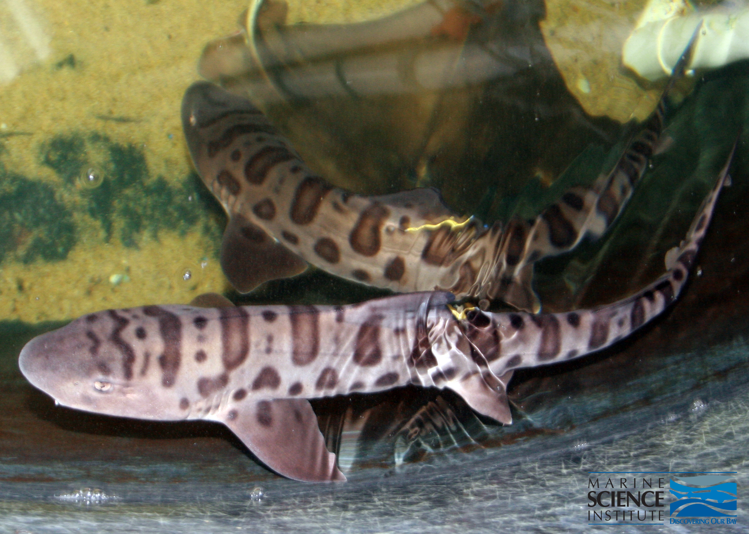 Creature Feature: Leopard Shark | Marine Science Institute Blog