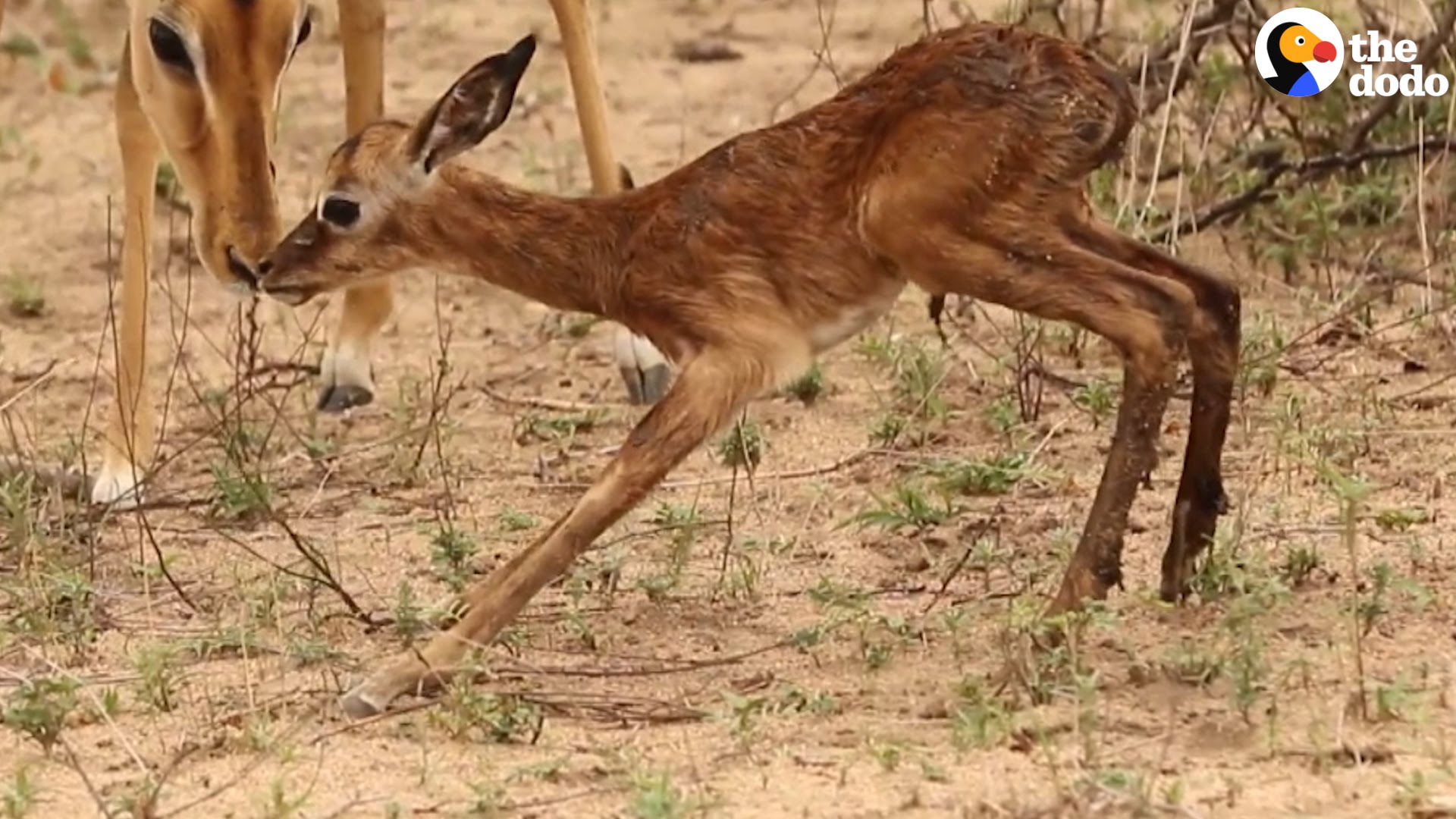 Baby Impala Takes His First Steps - YouTube