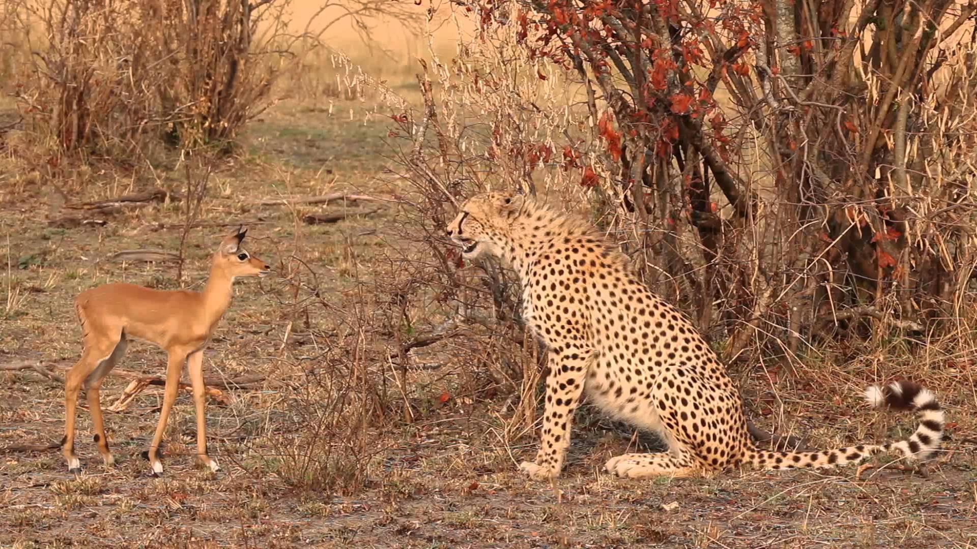 Teenage cheetah teases a baby impala - YouTube