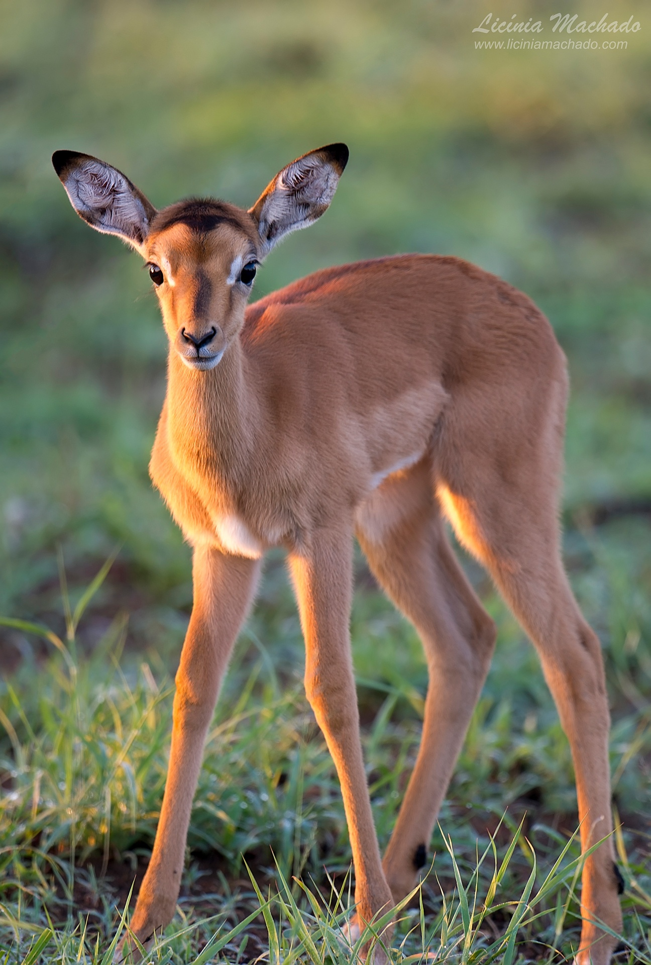 Baby Impala by Licinia Machado** | antelope | Pinterest | Babies ...