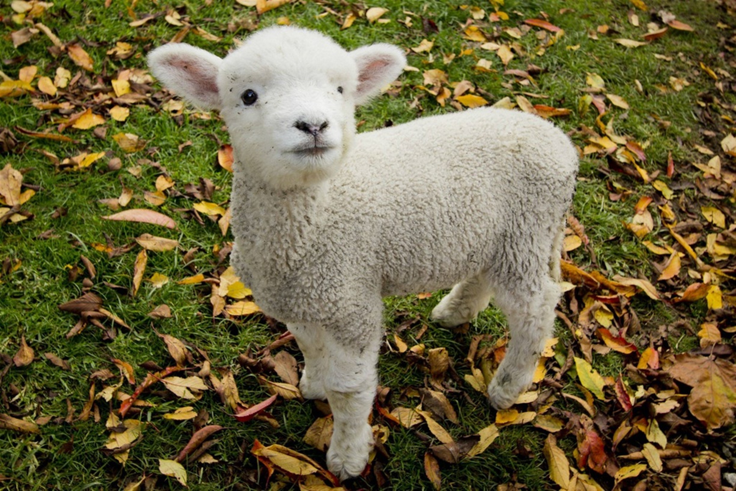 Baby lamb photo