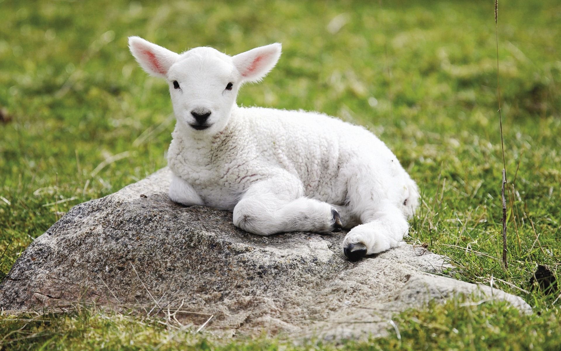 Baby-Sheep-Sitting-wallpaper | Animals | Pinterest | Baby sheep and ...