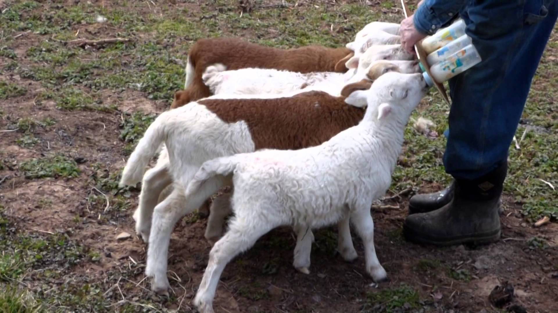 Goat feeding baby photo
