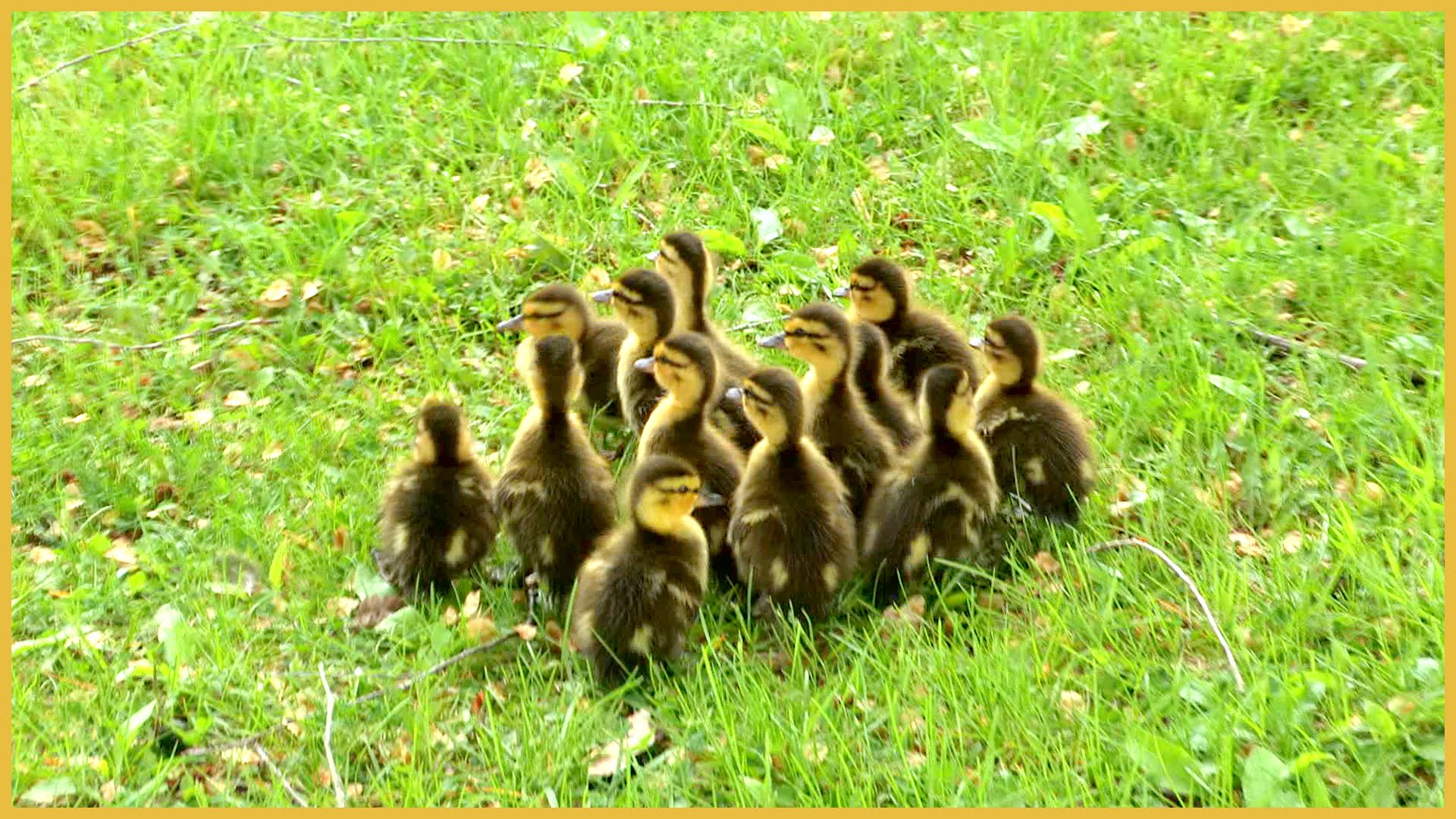Duck and ducklings photo