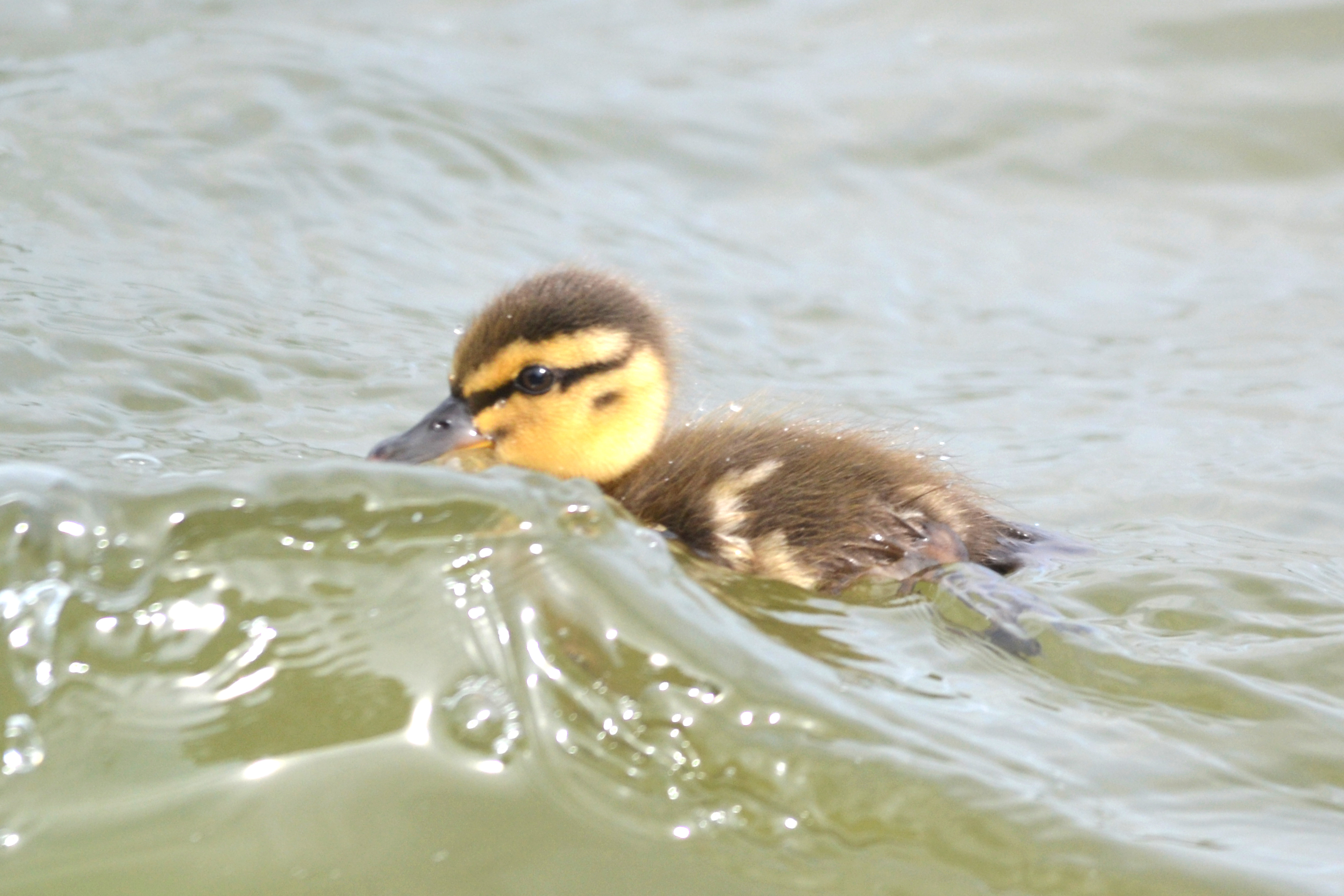Baby Duck Favorites! | heatherandkyle