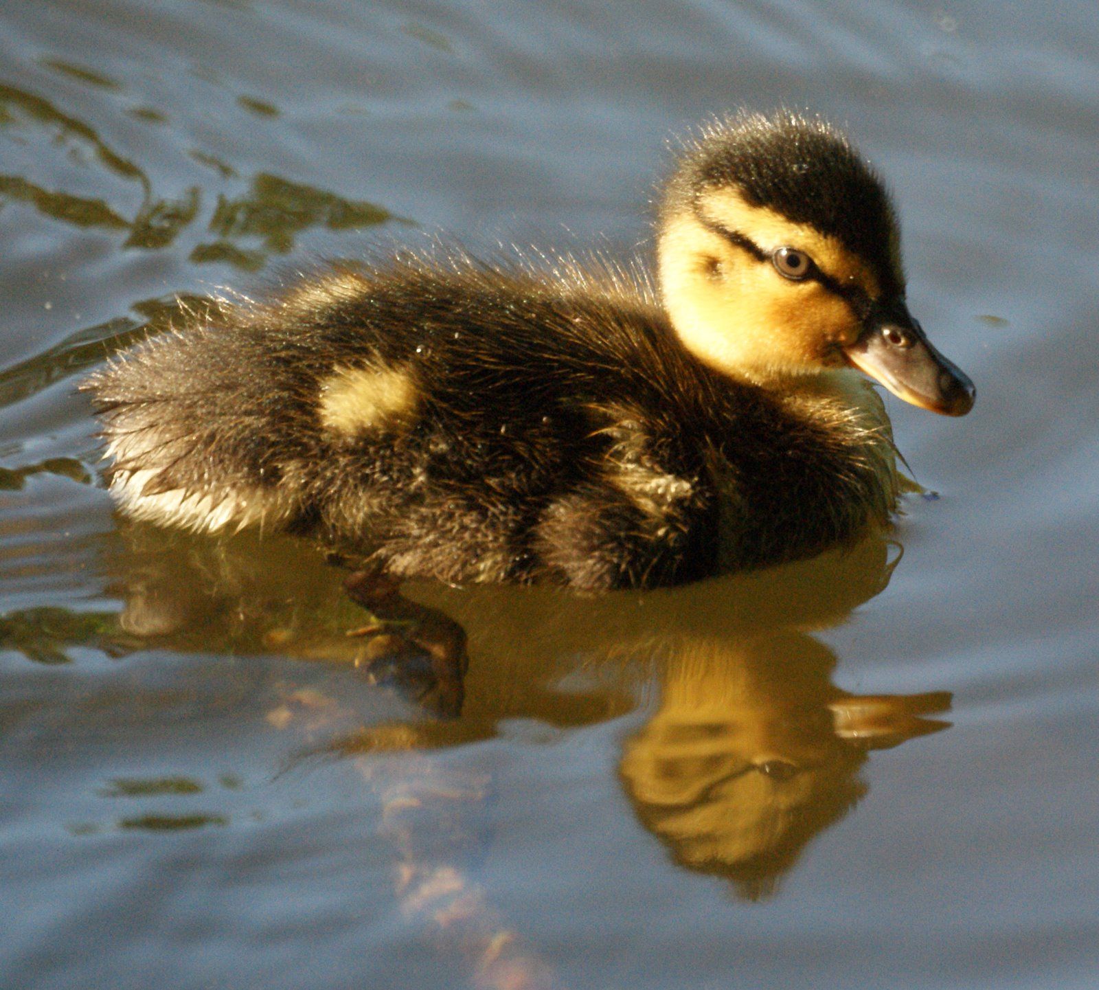 Serious duck is serious. | Baby Ducks | Pinterest | Baby ducks and ...