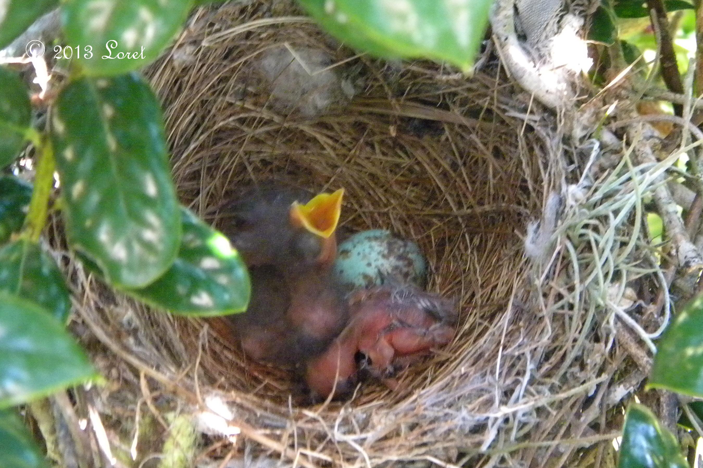 Baby mockingbird photo