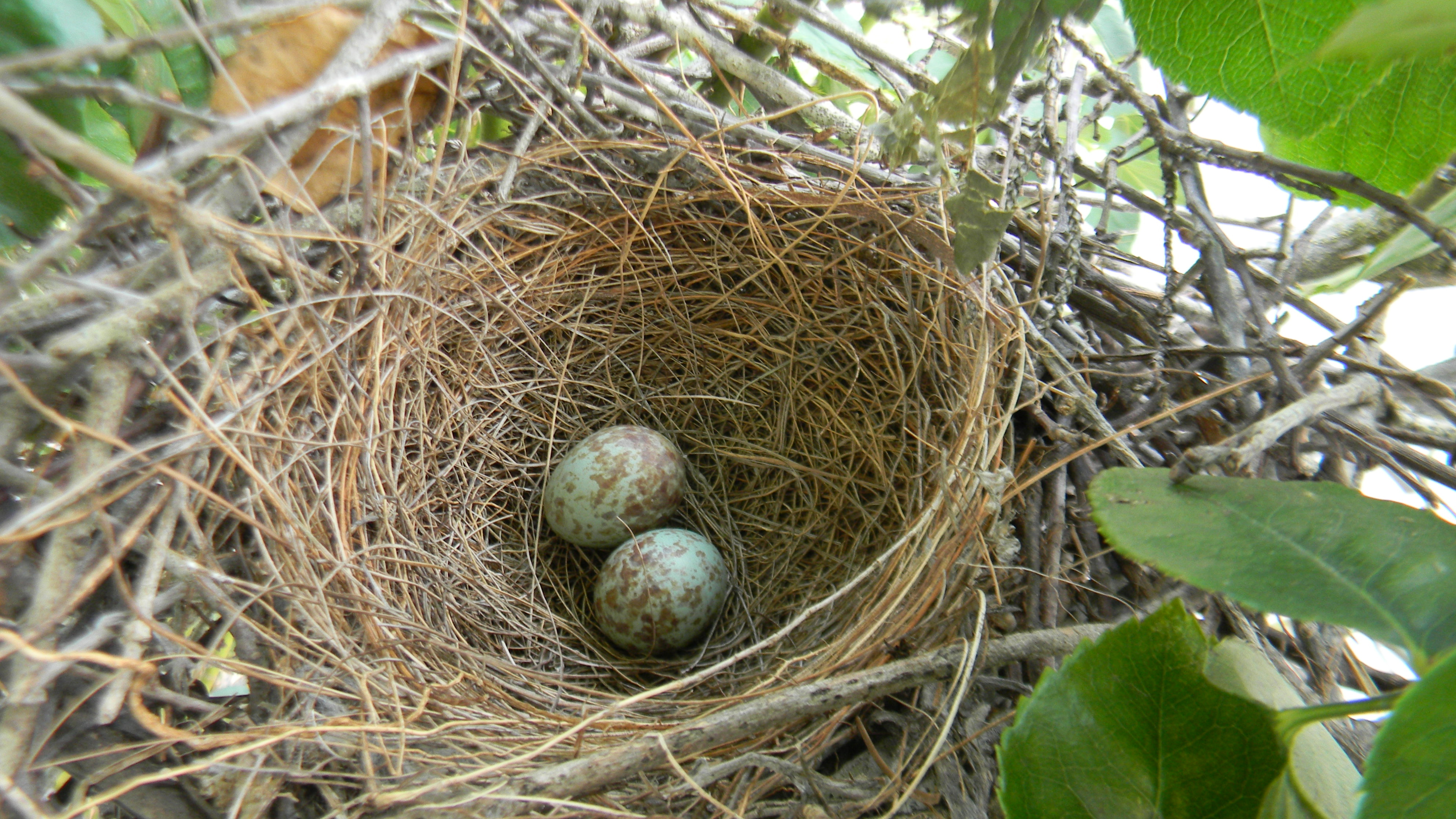 Baby Mockingbirds – Nest to Flight | lifewithkeo