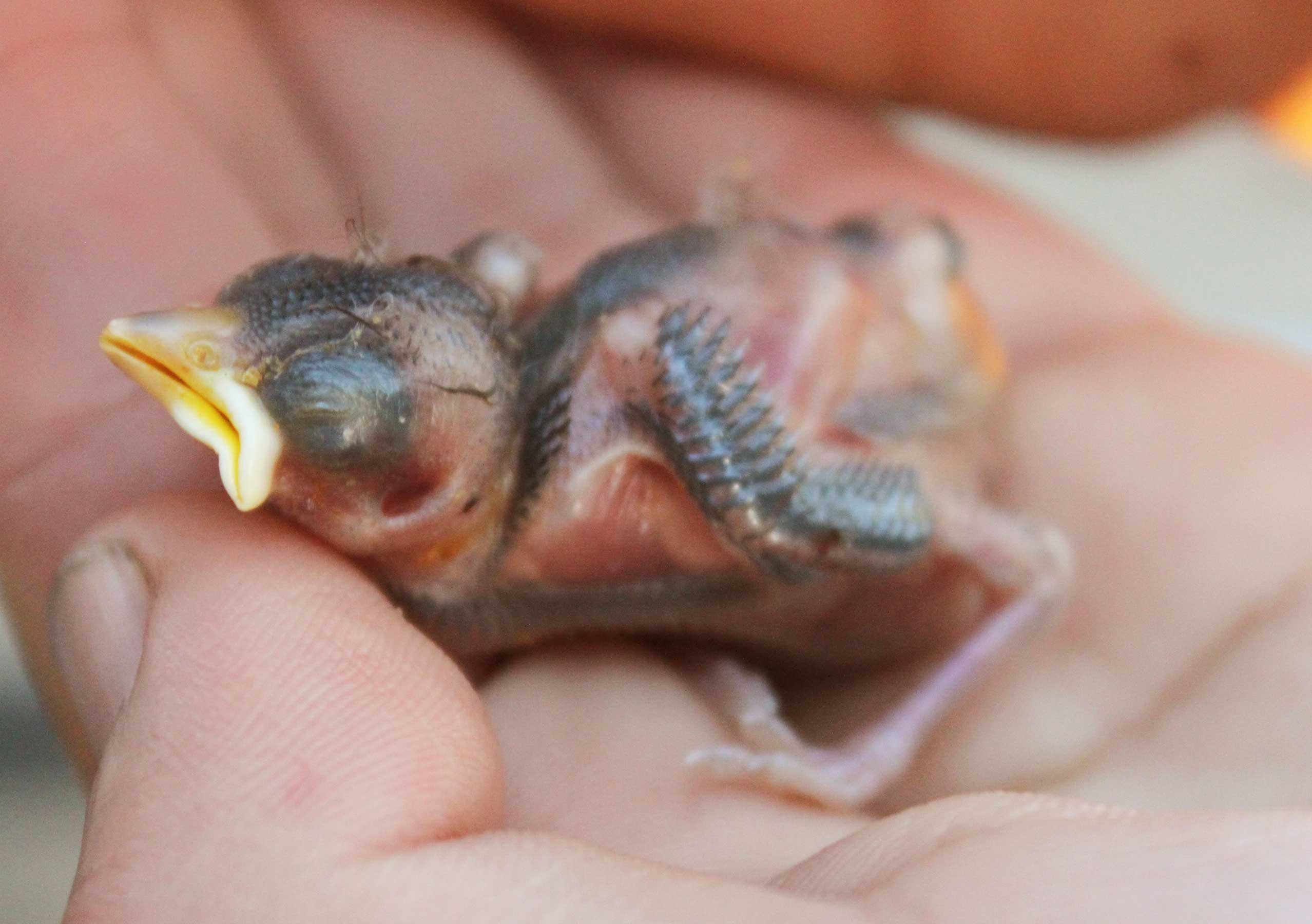 What To Do When You Find An Abandoned Baby Bird – La Aguila